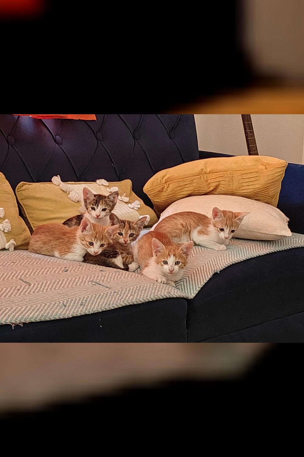 Pair Adoption Appeal — Delhi NCR