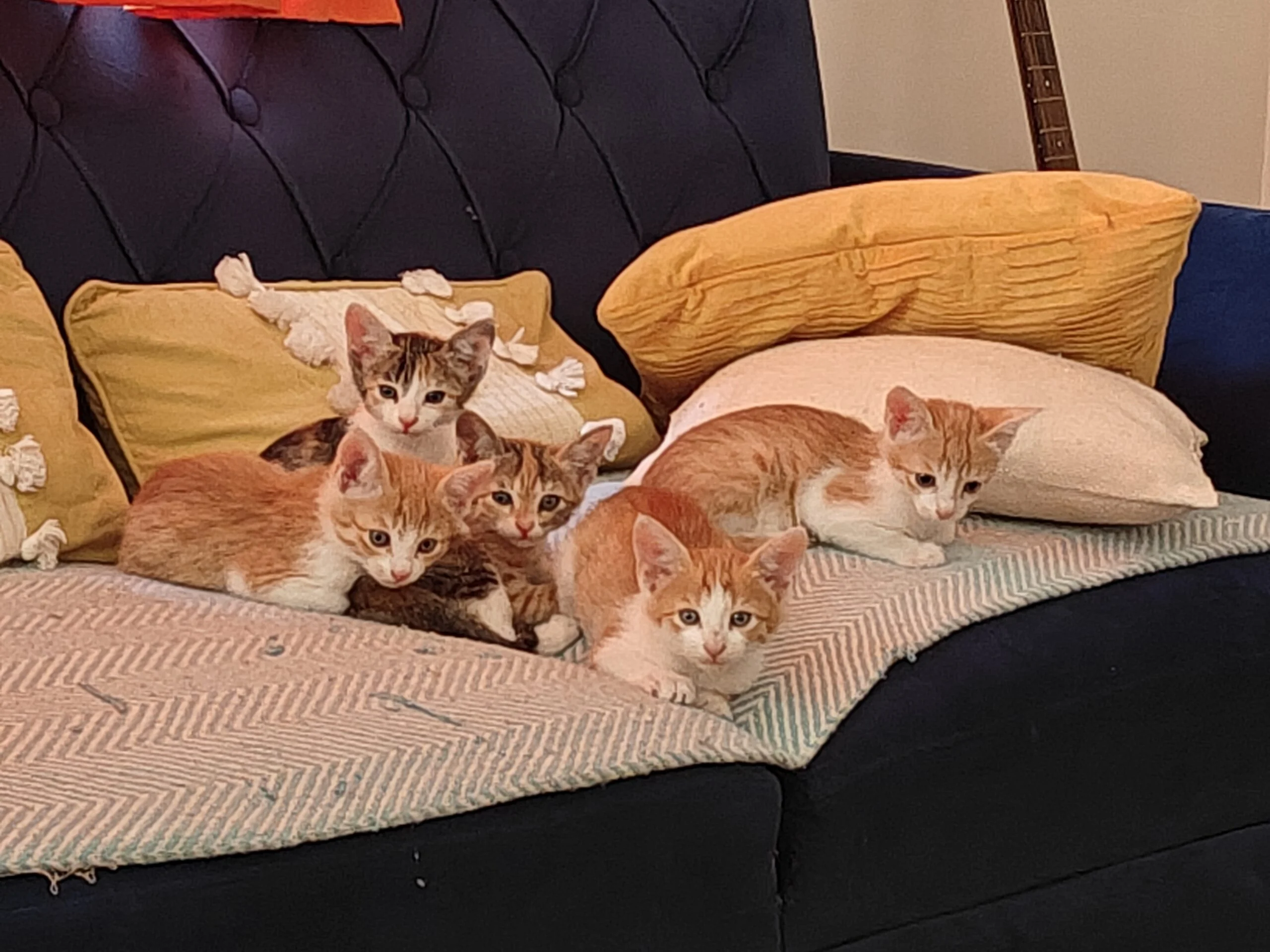 Pair Adoption Appeal — Delhi NCR