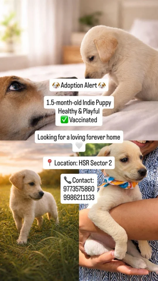 1.5-Month-Old Female Indie Puppy for Adoption, Vaccinated | HSR Sector 2 (Bengaluru)