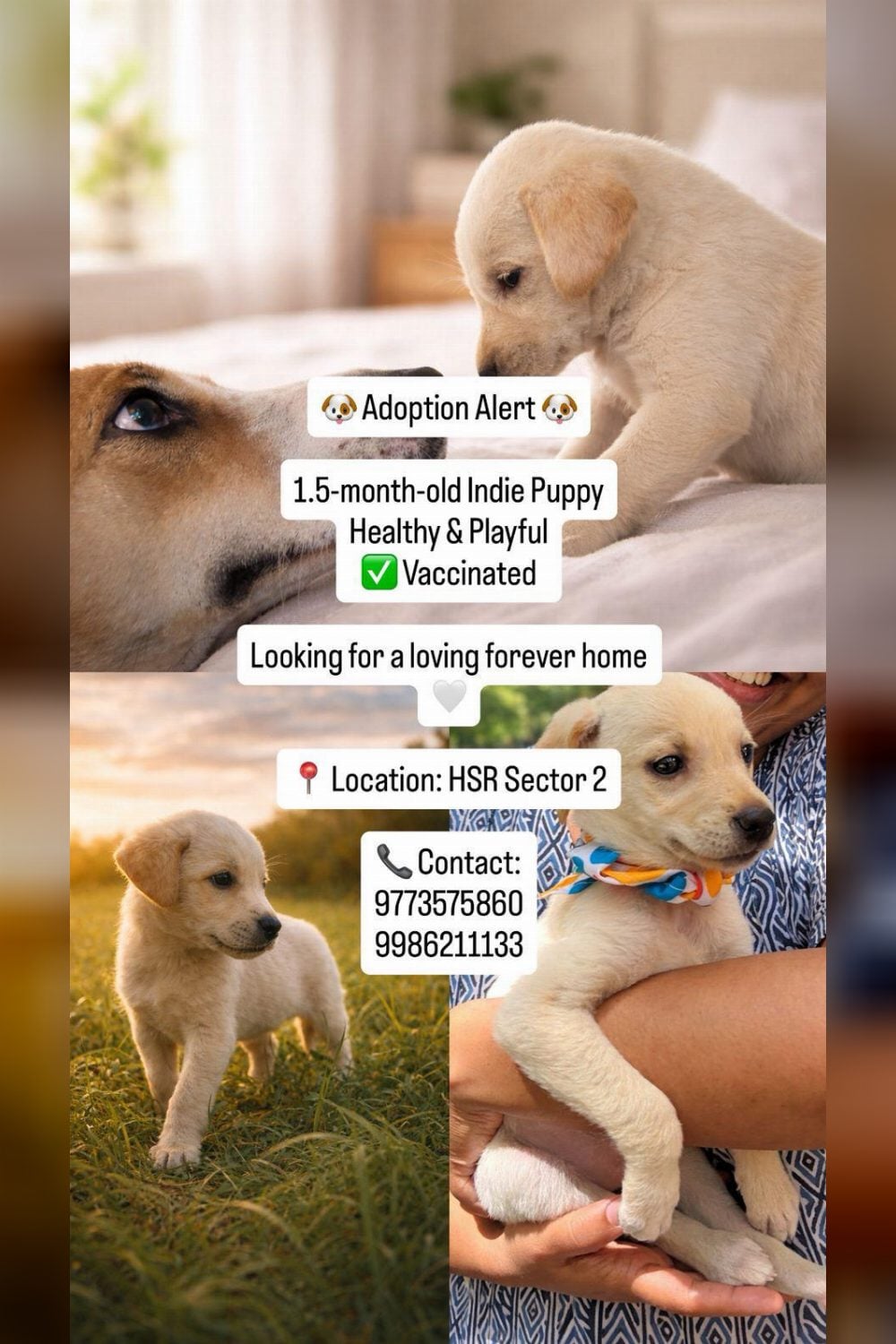 1.5-Month-Old Female Indie Puppy for Adoption — Vaccinated | HSR Sector 2 (Bengaluru)