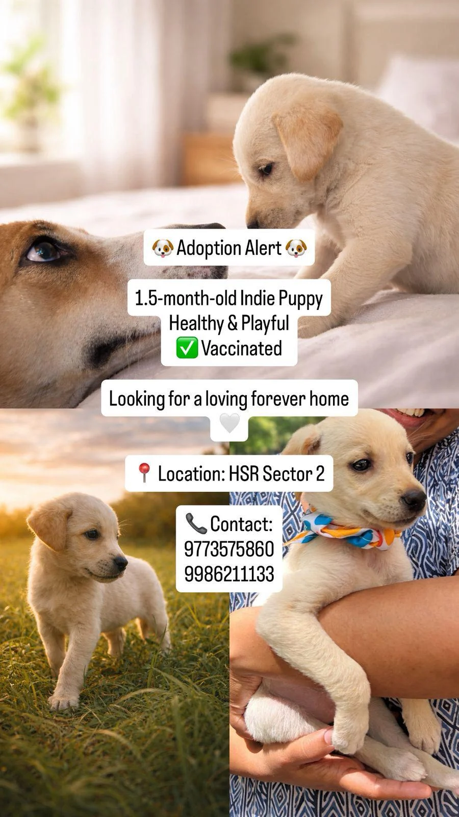 1.5-Month-Old Female Indie Puppy for Adoption — Vaccinated | HSR Sector 2 (Bengaluru)