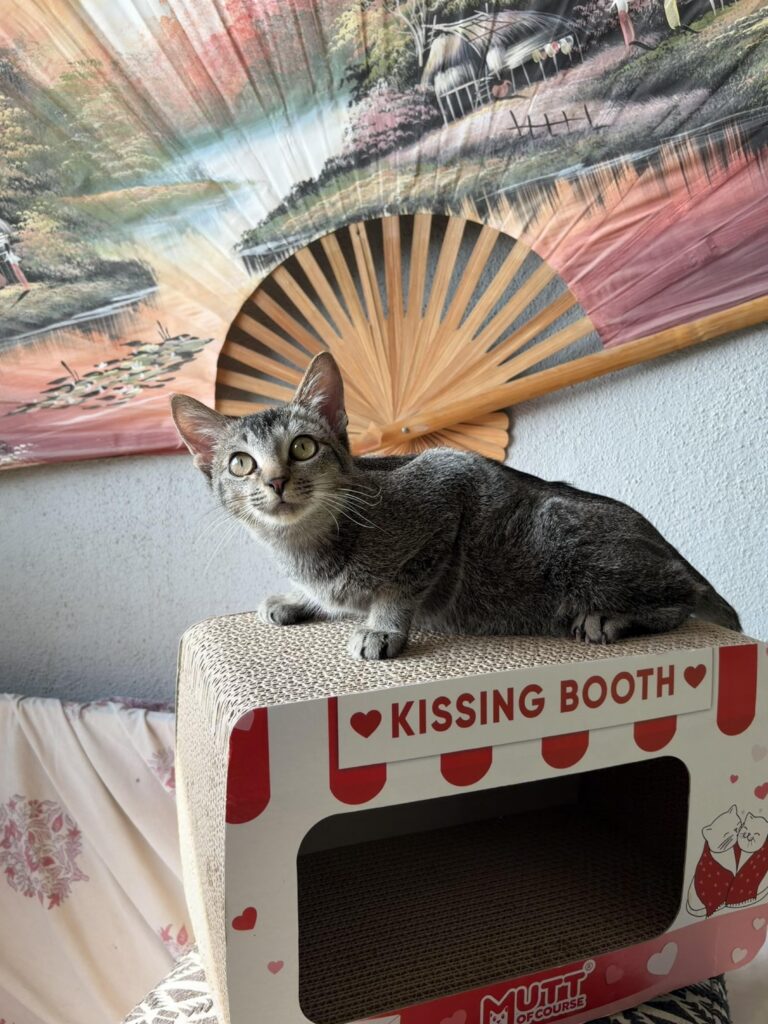 will you be Toast’s forever valentine?