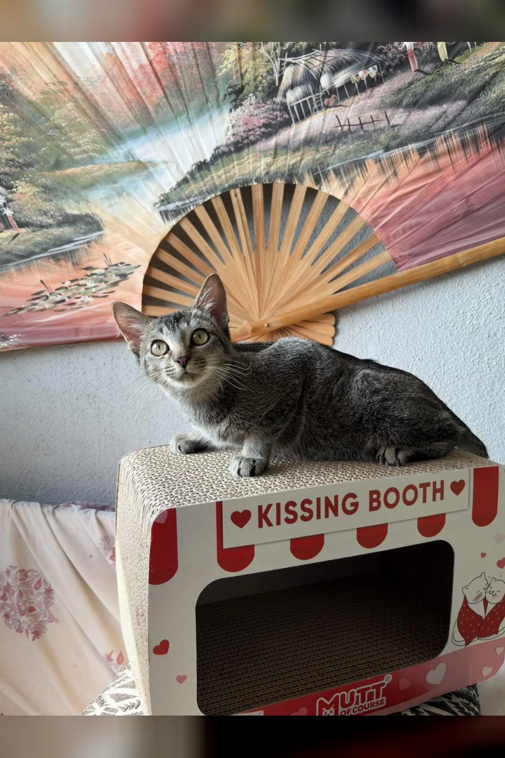 Will You Be Toast’s Forever Valentine? — Pune