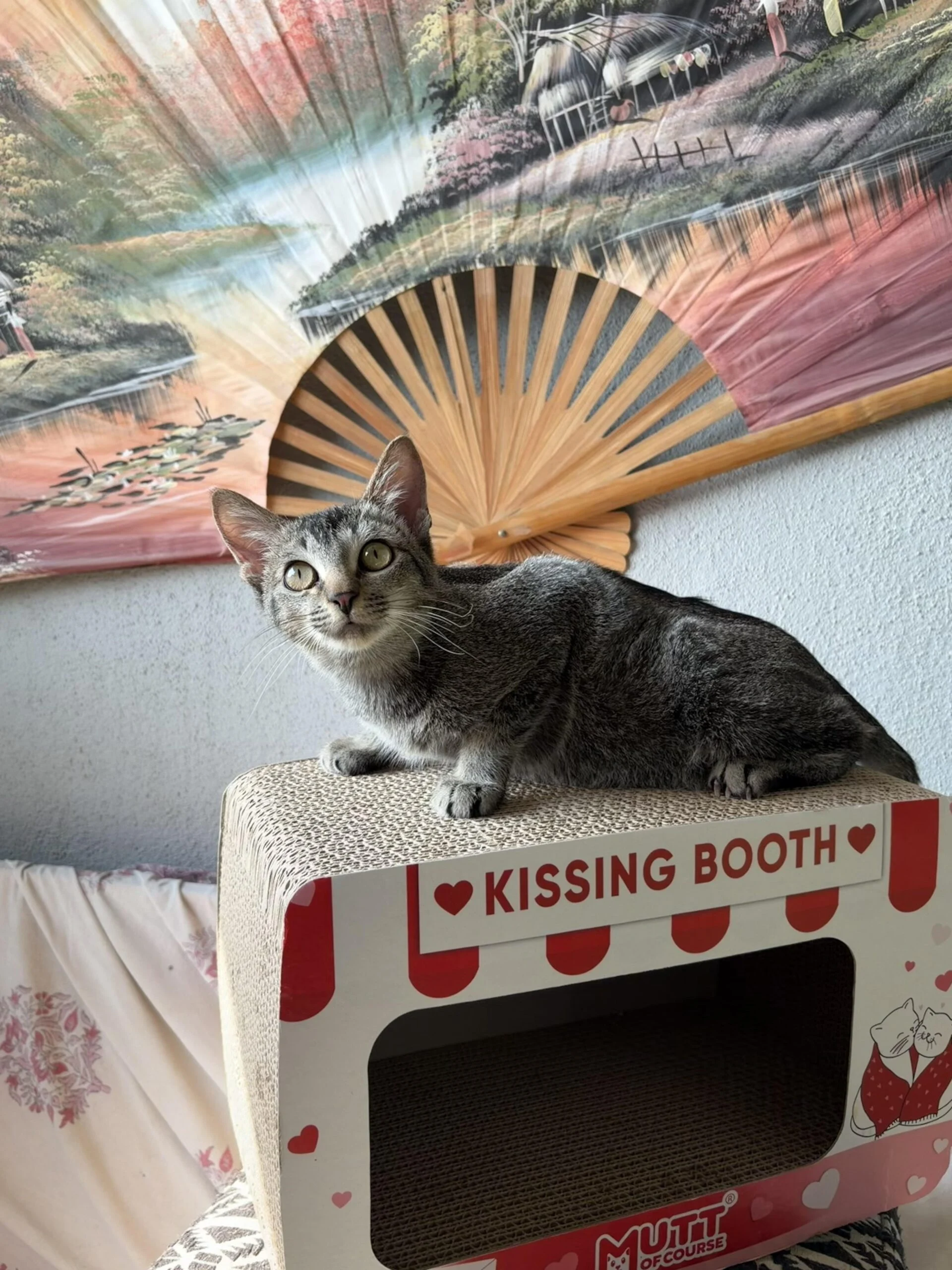 Will You Be Toast’s Forever Valentine? — Pune