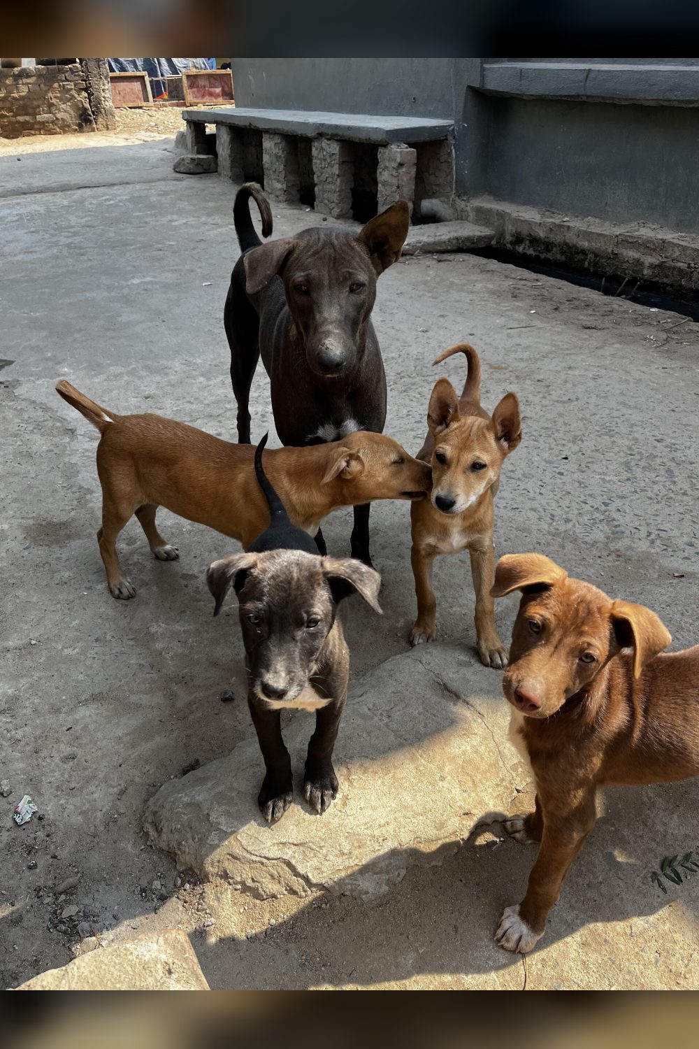 3-month-old puppy for adoption — Patna