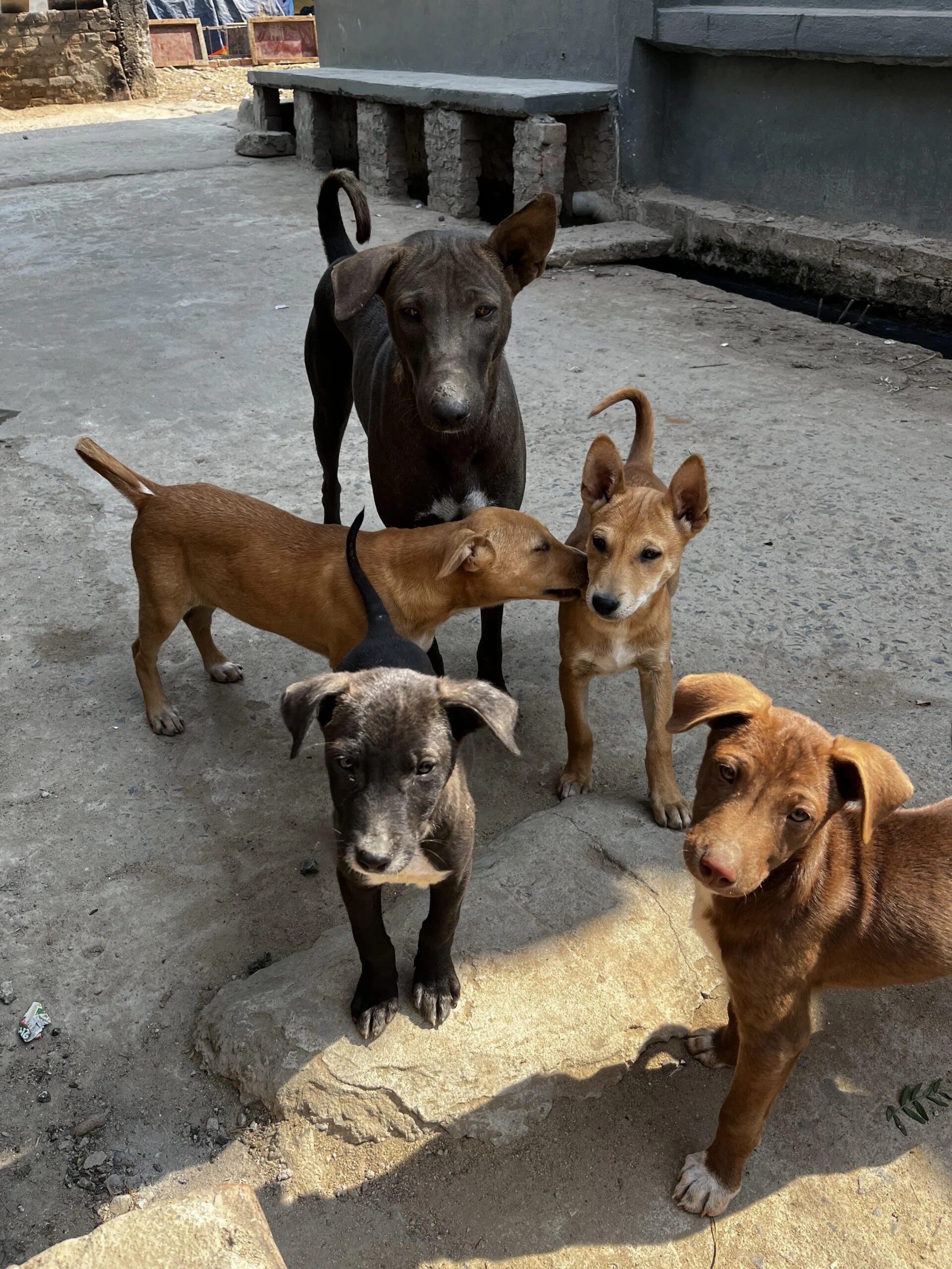 3-month-old puppy for adoption — Patna