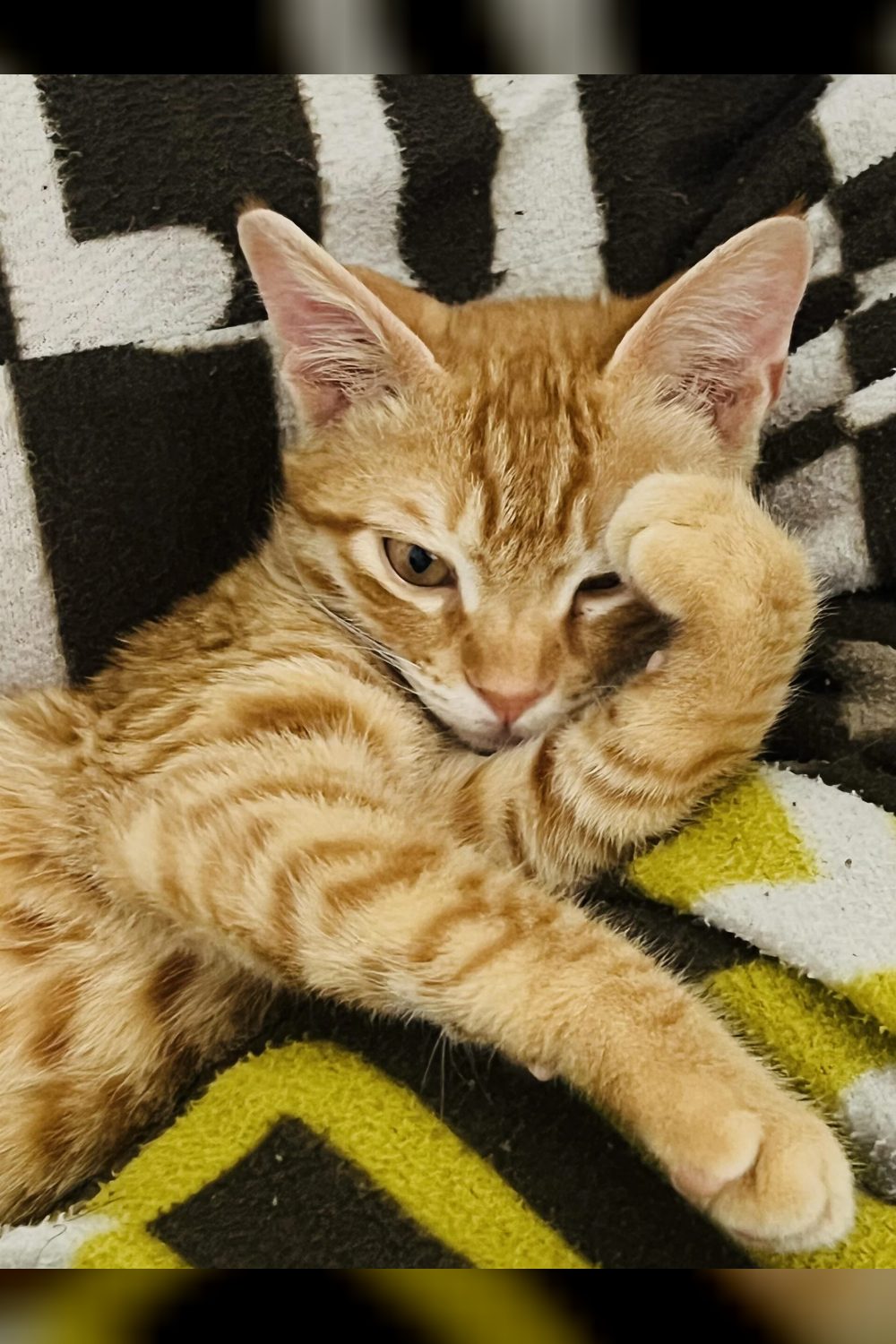 Orange kitten for adoption — Delhi NCR