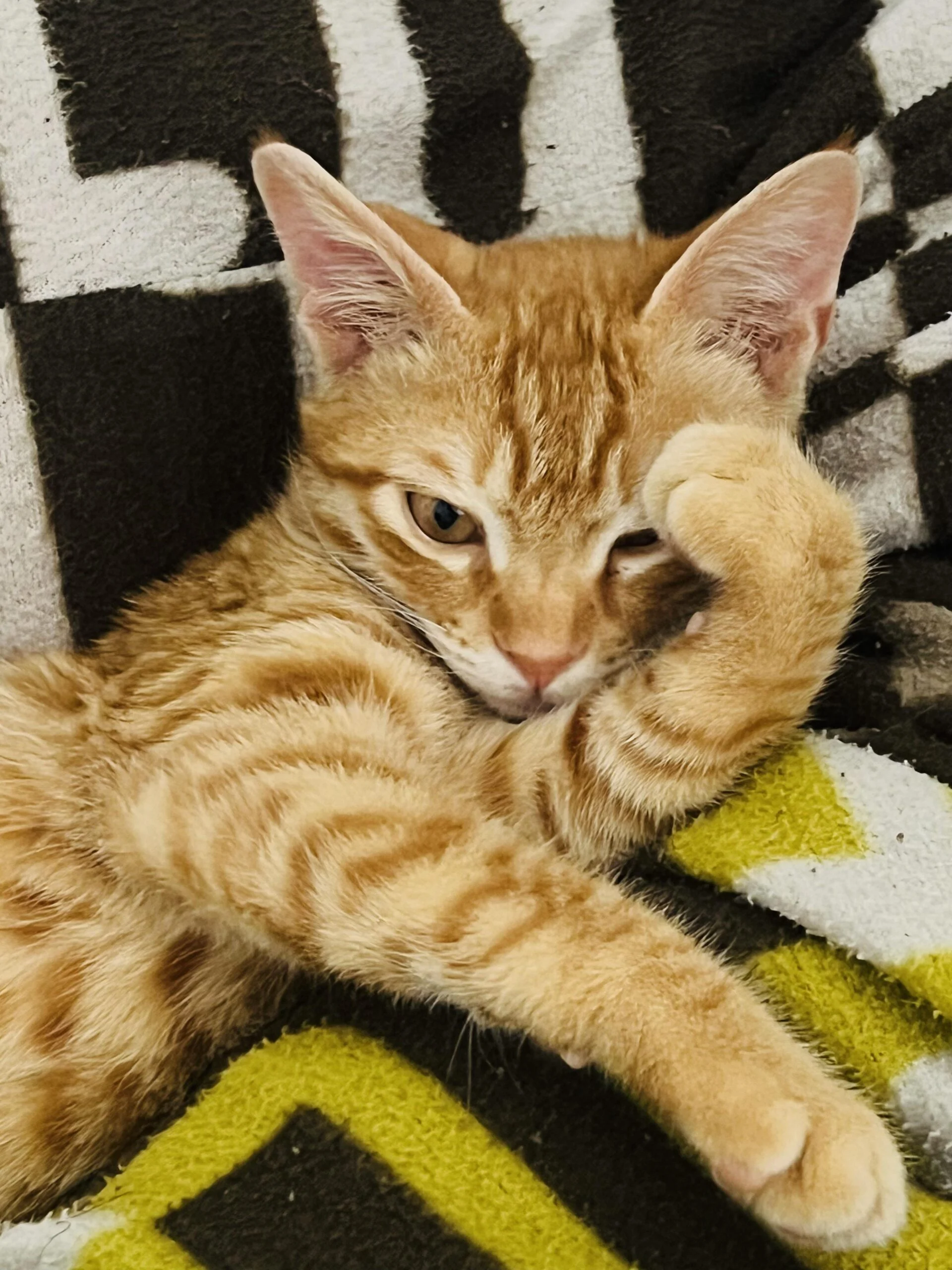 Orange kitten for adoption — Delhi NCR