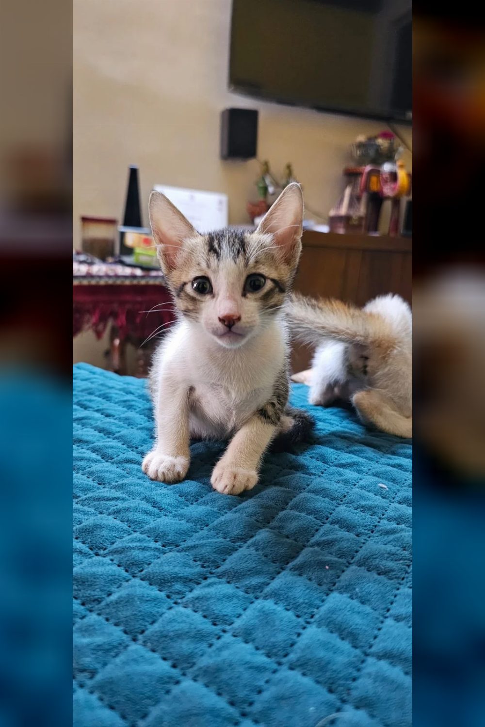 Tiny 3-Week-Old Kitten Up for Adoption (Mumbai)