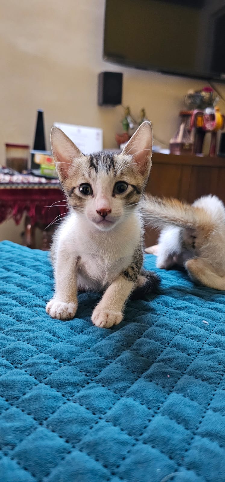Tiny 3-Week-Old Kitten Up for Adoption (Mumbai)