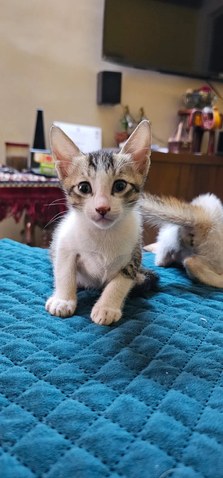 Tiny 3-Week-Old Kitten Up for Adoption (Mumbai)
