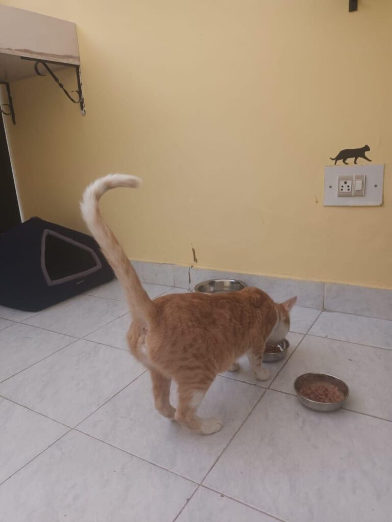 Give Ginny a forever home