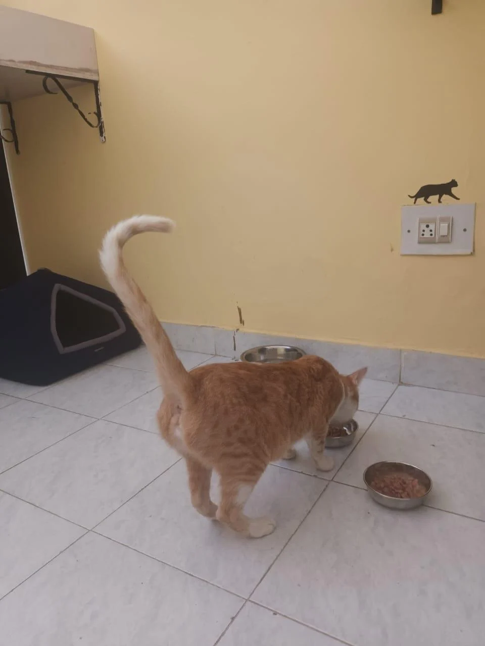 Give Ginny a forever home