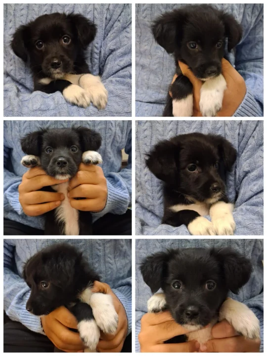 2-month-old Spitz for adoption in Delhi NCR