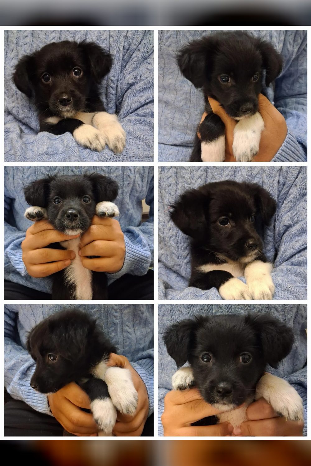 2-month-old Spitz for adoption — Delhi NCR