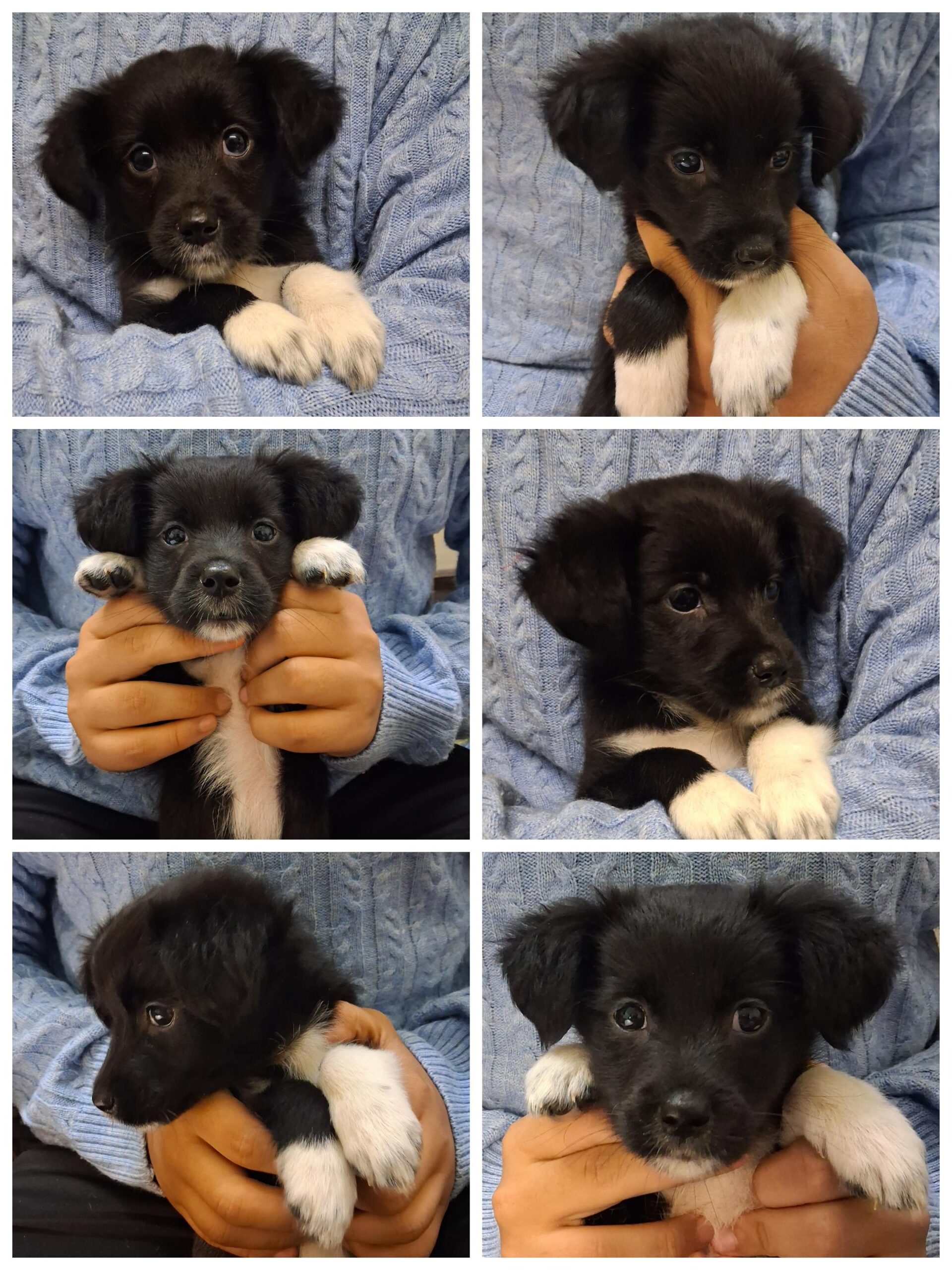 Puppies for adoption. Delhi NCR.