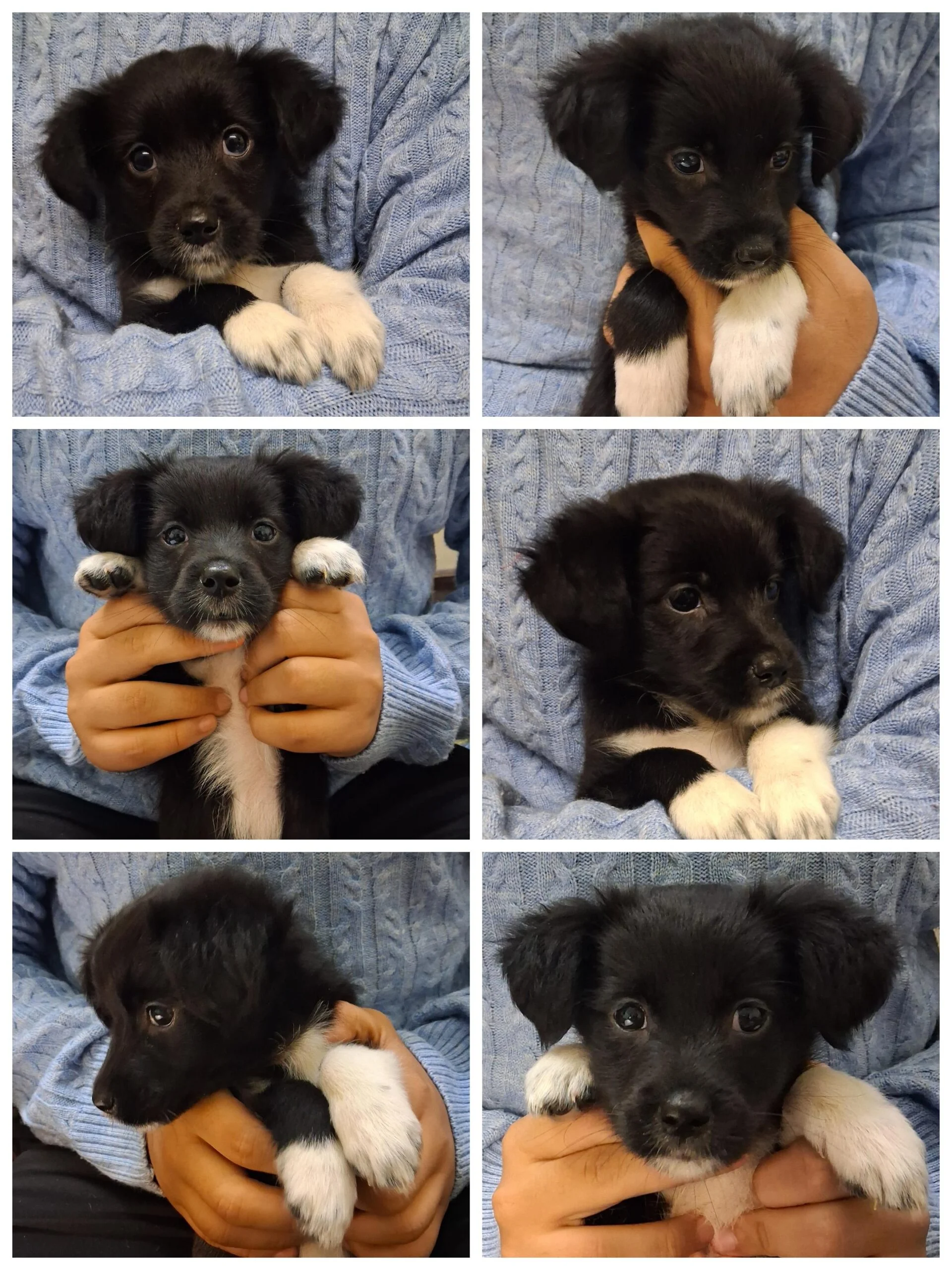 2-month-old Spitz for adoption — Delhi NCR