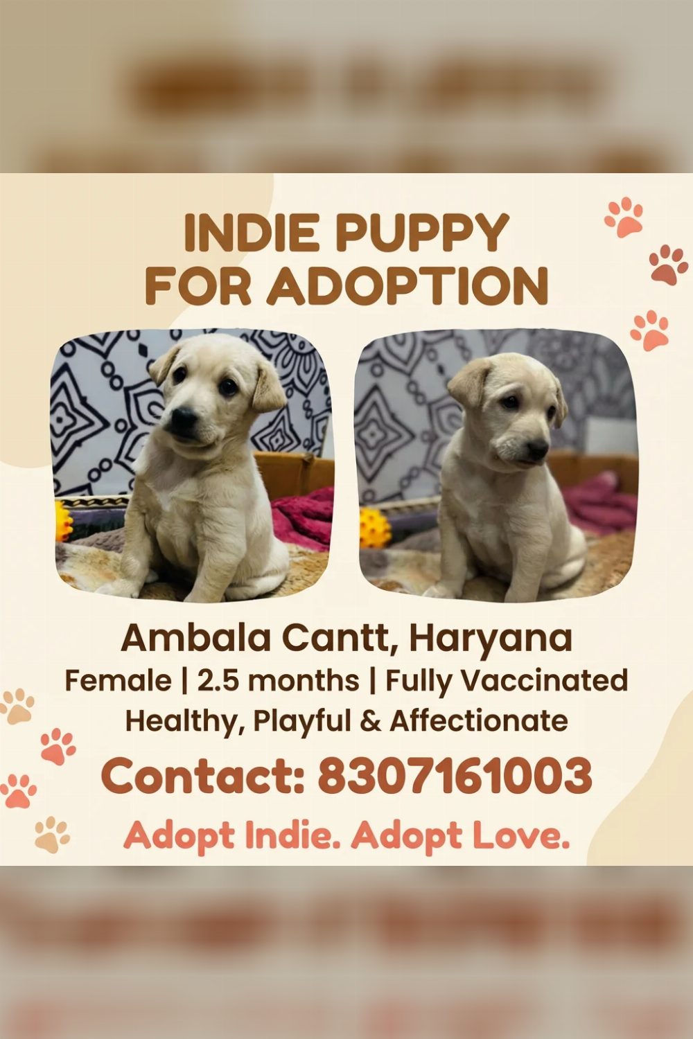 5-year-old puppy for adoption — Ambala