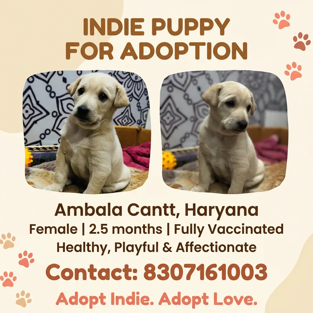 5-year-old puppy for adoption — Ambala