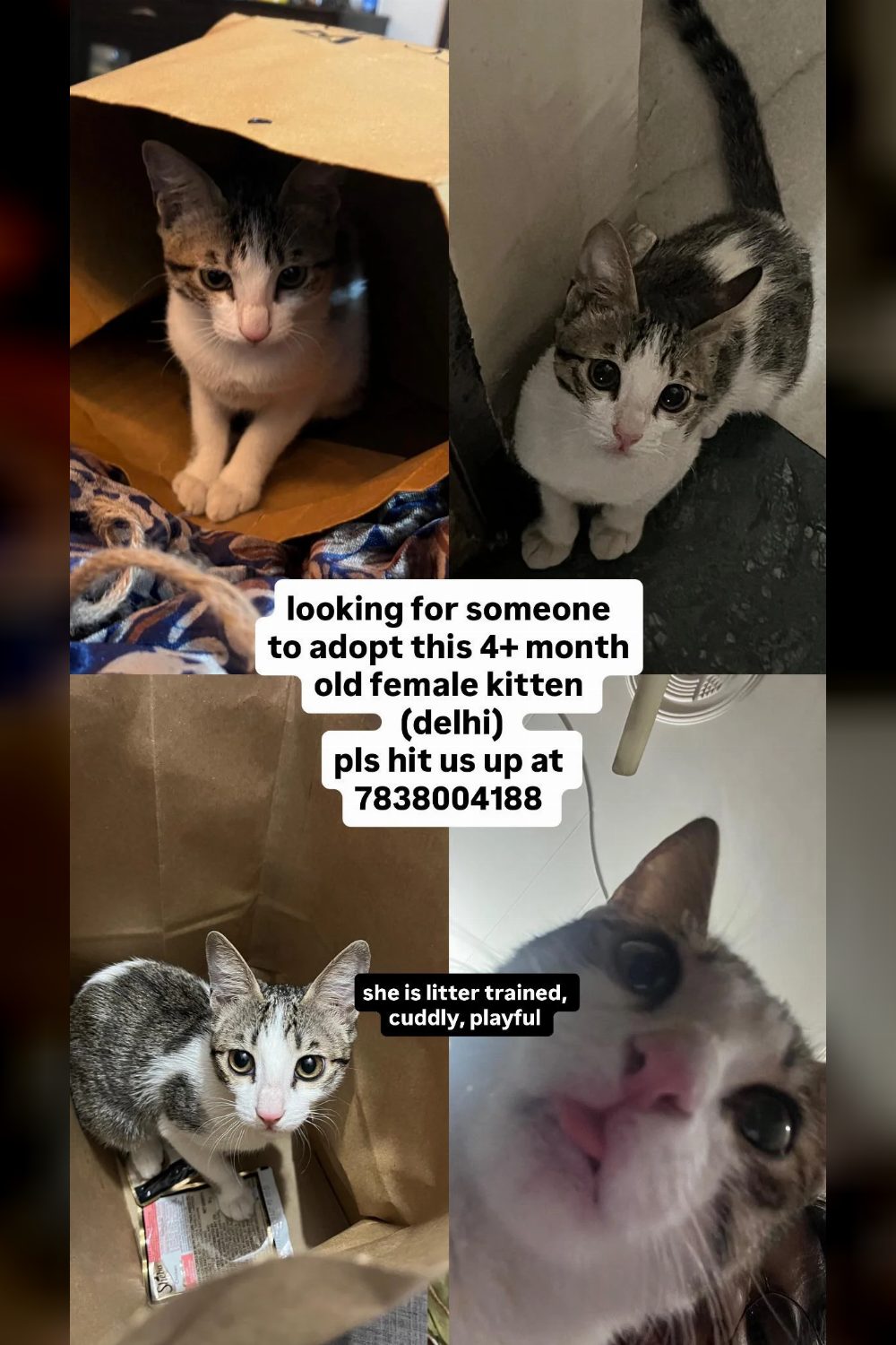 Urgent: Four-Month-Old Female Kitten for Adoption — Delhi NCR