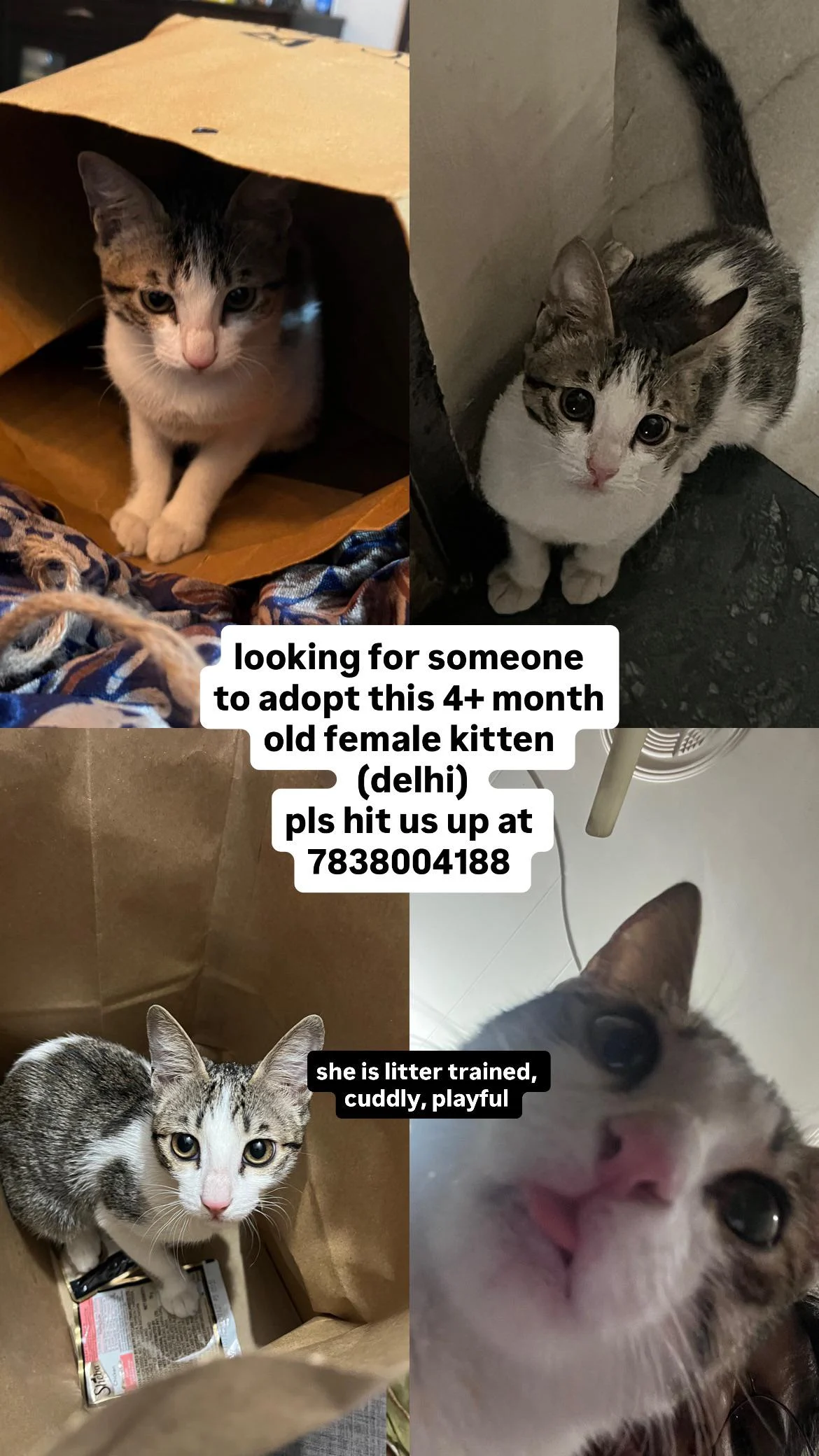 Urgent: Four-Month-Old Female Kitten for Adoption — Delhi NCR