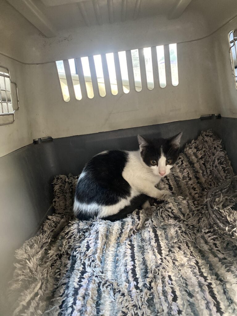 Urgent adoption request
