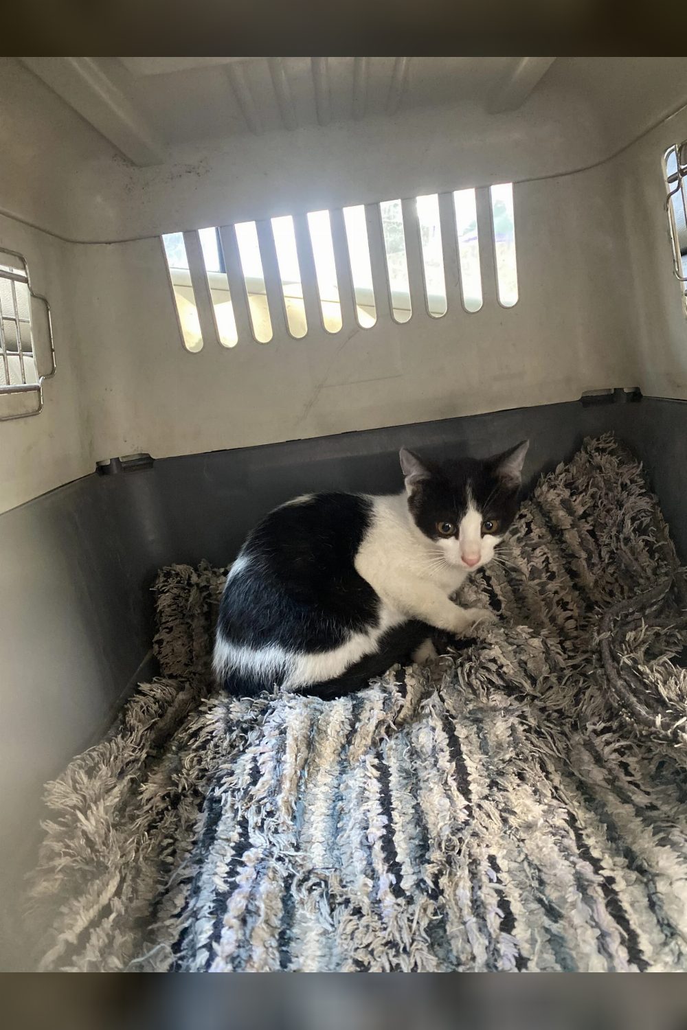 3-month-old male kitten for adoption — Delhi NCR