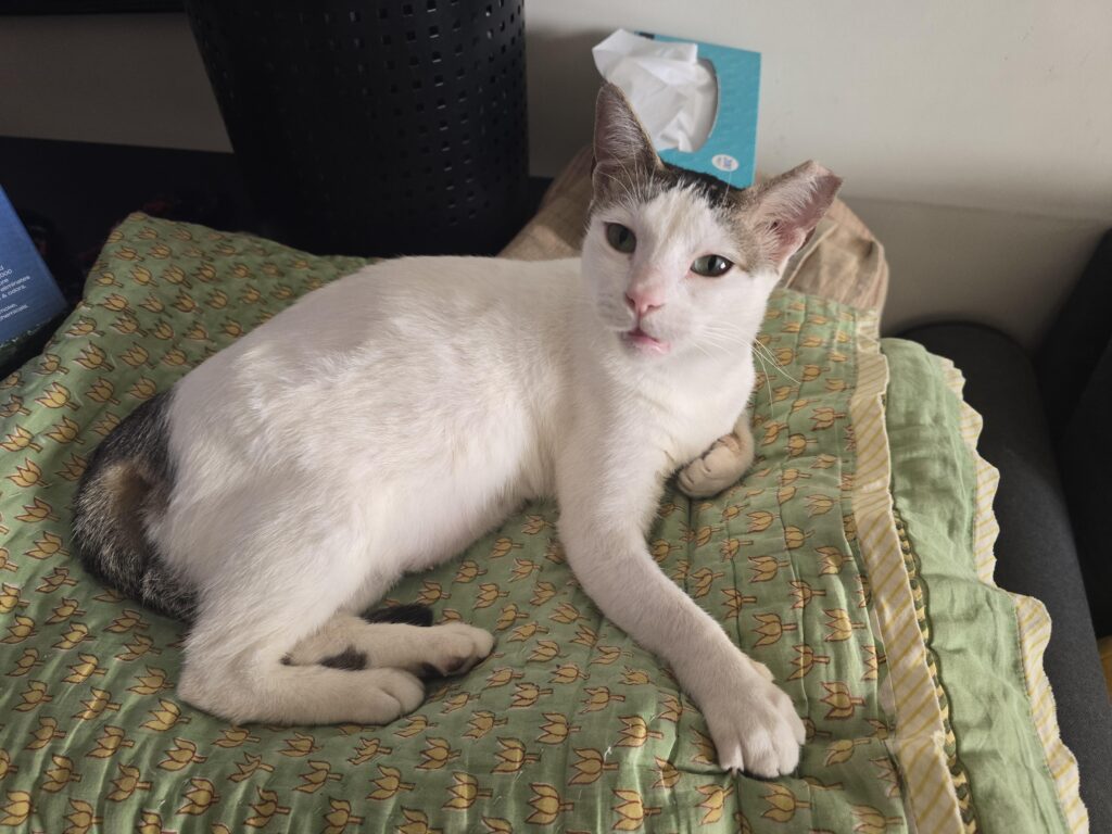 Adoption Appeal for Chimmi - Andheri West, Mumbai