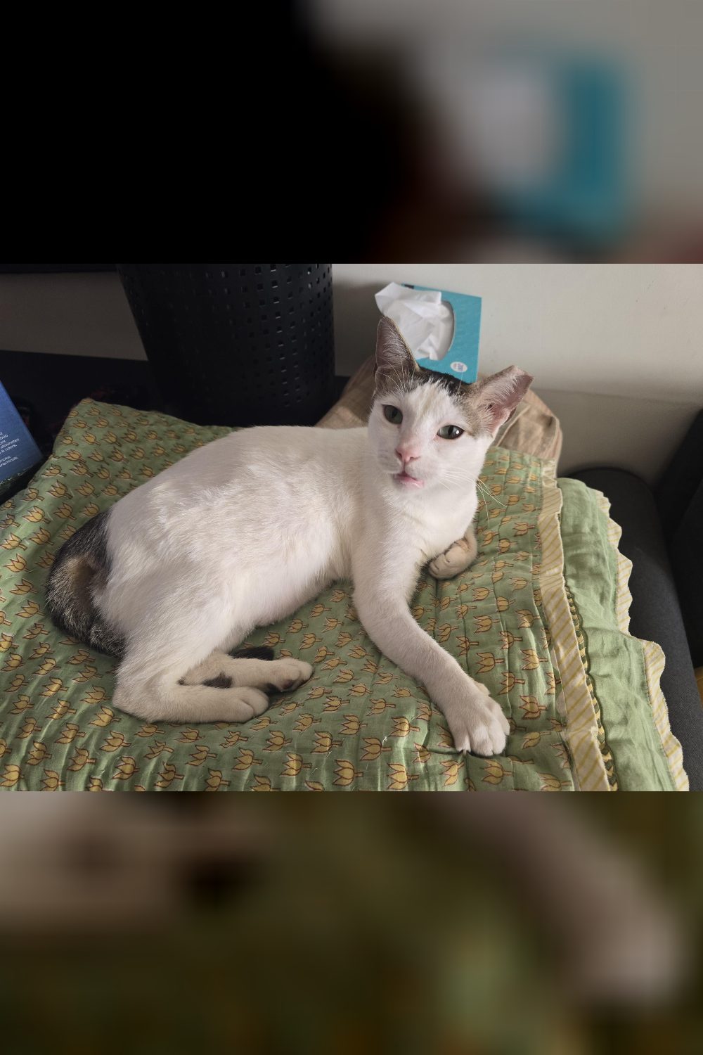 Chimmi, a 2-year-old female cat for adoption — Mumbai