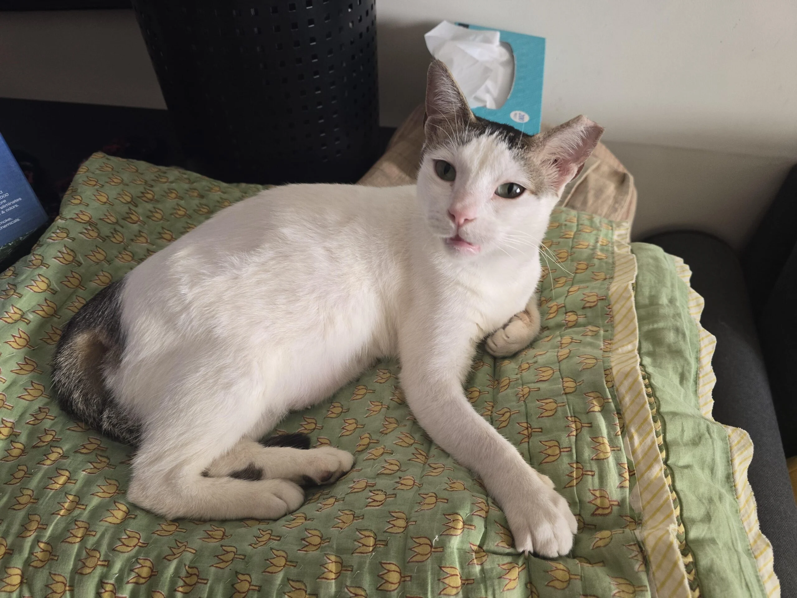 Chimmi, a 2-year-old female cat for adoption — Mumbai
