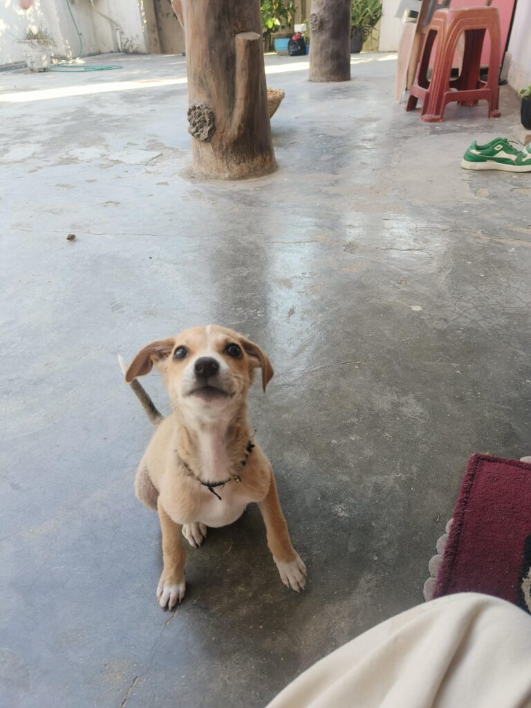 Help in Finding long term Foster/ Permanent Home for Hope in Pune