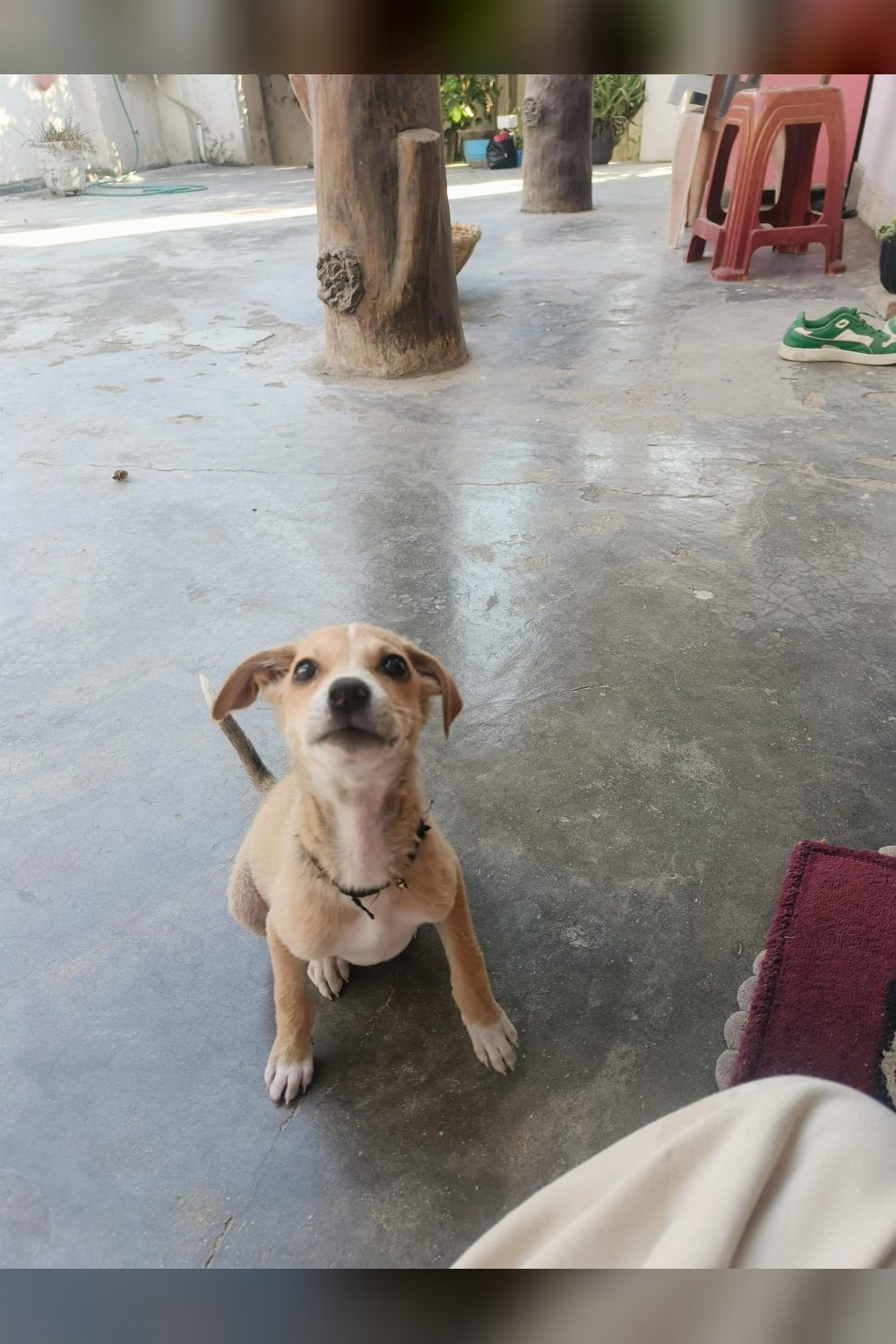 Help in Finding long term Foster/ Permanent Home for Hope — Pune