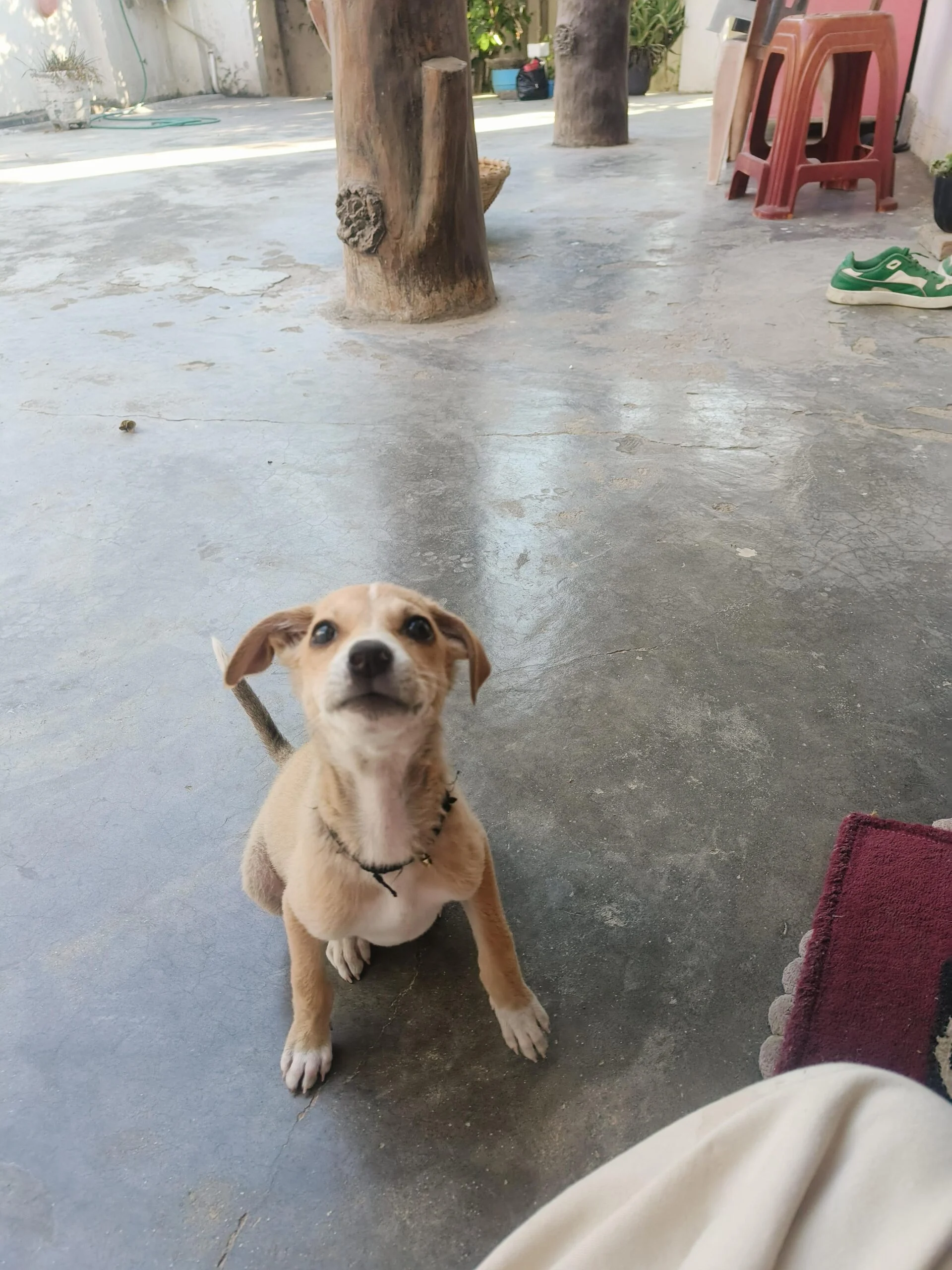 Help in Finding long term Foster/ Permanent Home for Hope — Pune