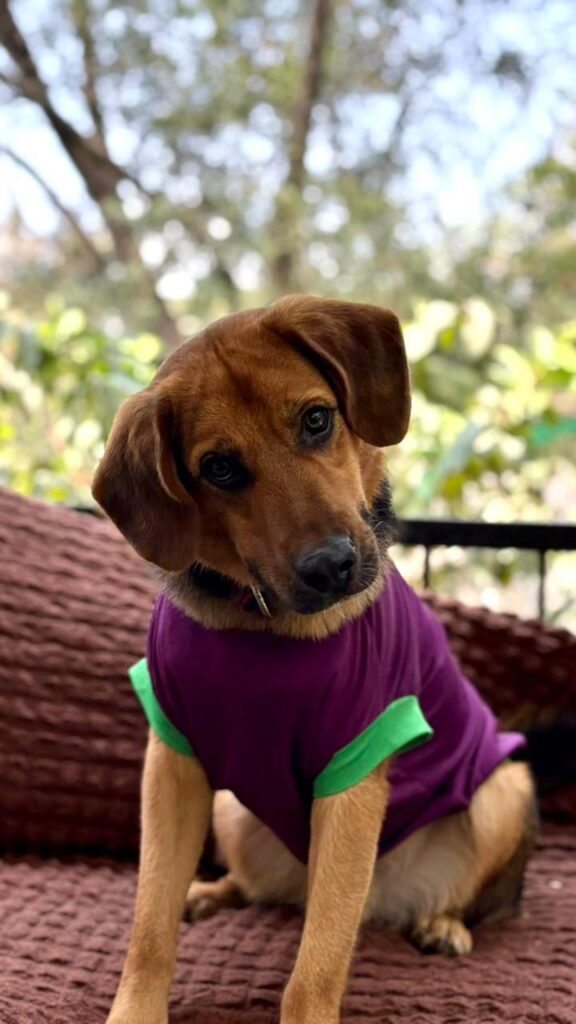 Adoption Appeal - German Shepherd Cross