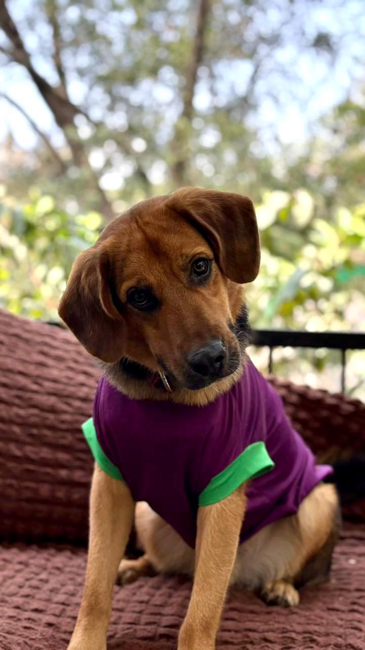 Adoption Appeal - German Shepherd Cross
