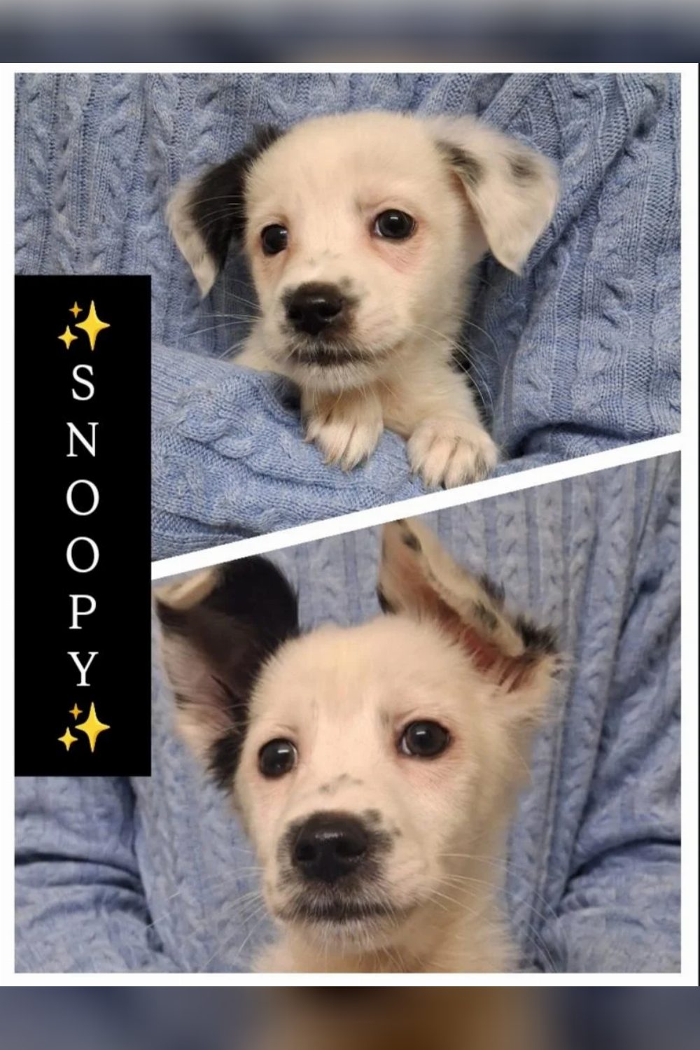 12-week-old Spitz for adoption — Delhi NCR