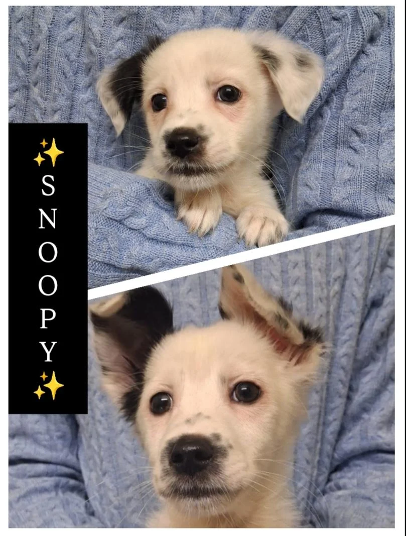 12-week-old Spitz for adoption — Delhi NCR