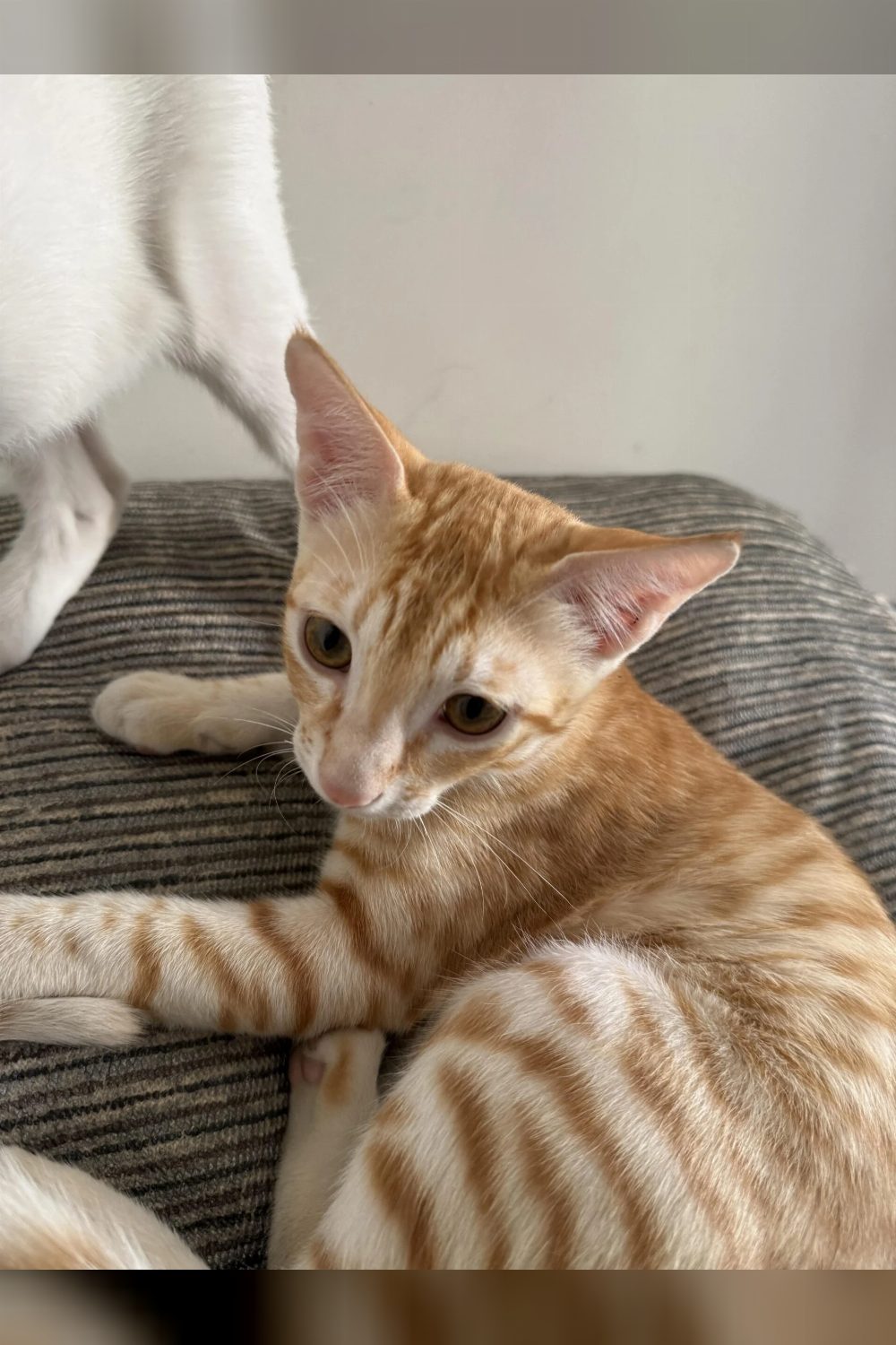 URGENT: 2 Indie Kittens (5 months) for Adoption — Andheri East — Mumbai