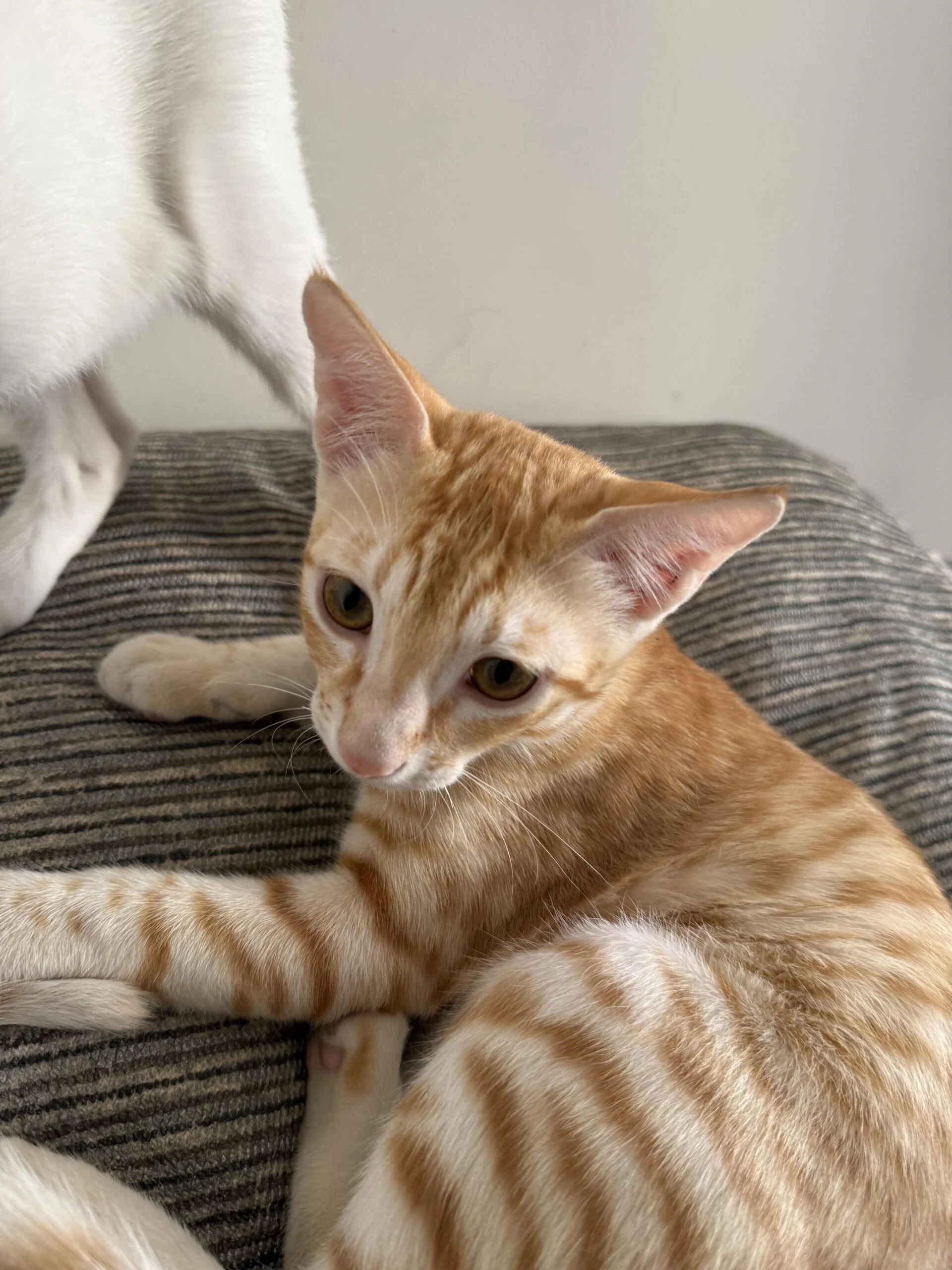 URGENT: 2 Indie Kittens (5 months) for Adoption — Andheri East — Mumbai