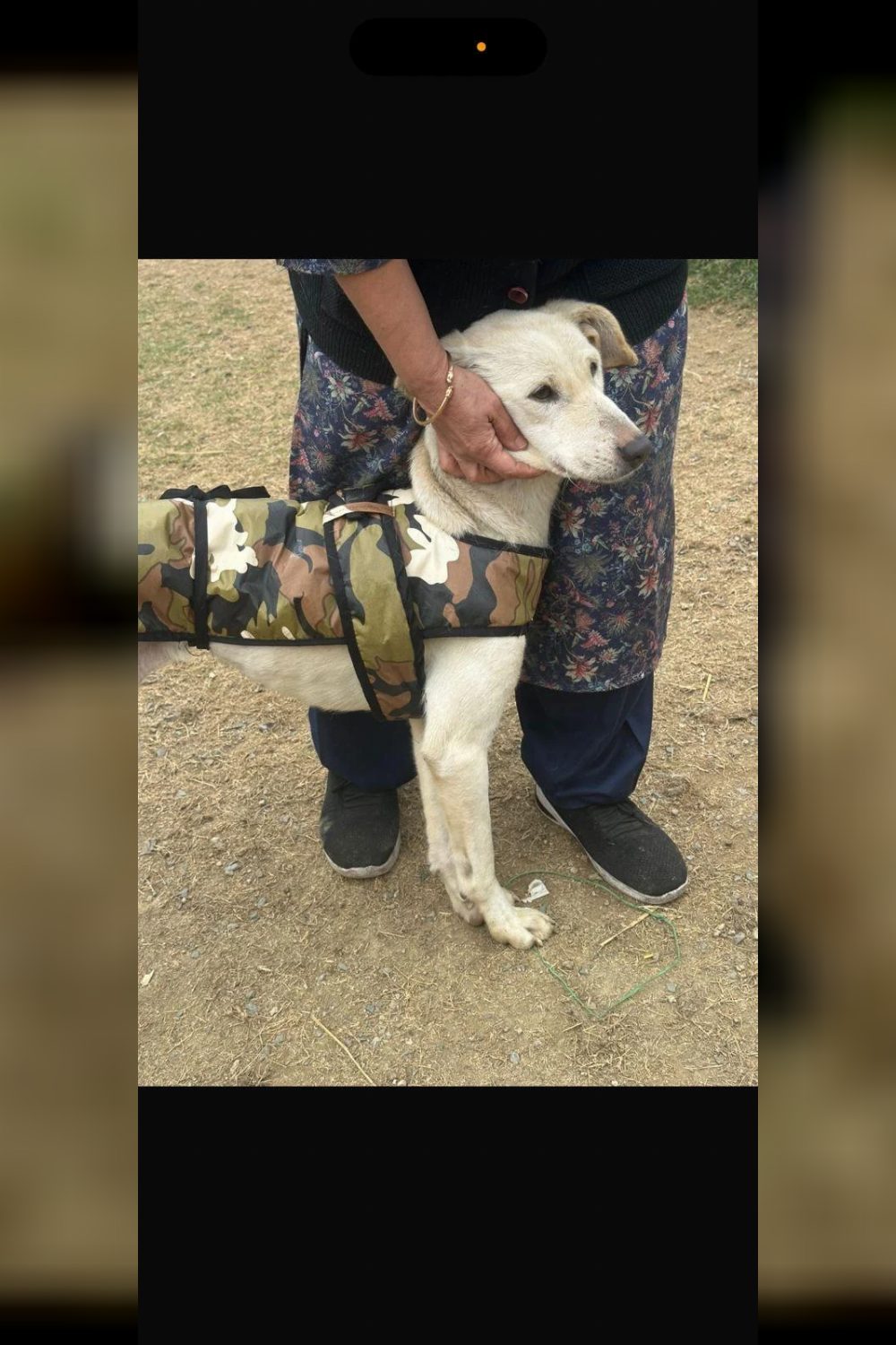 Lucy needs a home — Delhi NCR