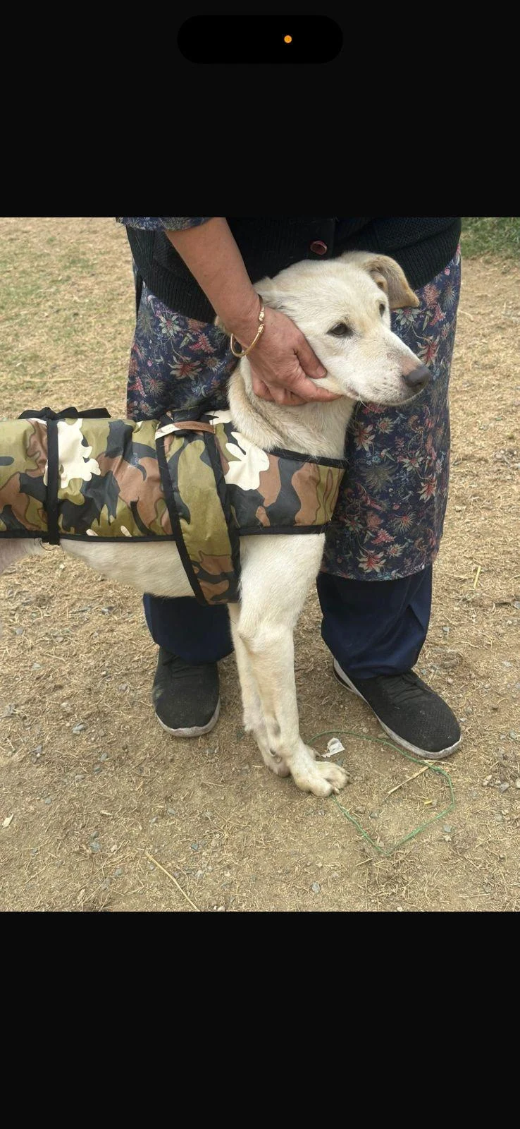 Lucy needs a home — Delhi NCR