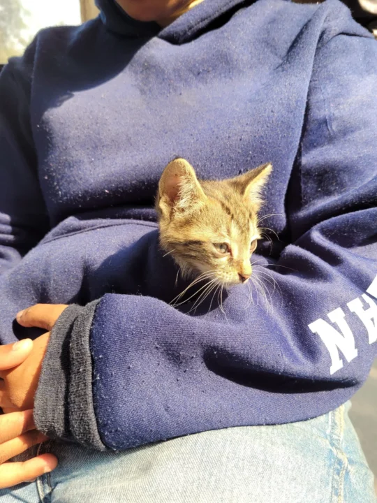 Found near Pal Dairy, Munirka in Delhi, need someone to foster/adopt in Delhi NCR