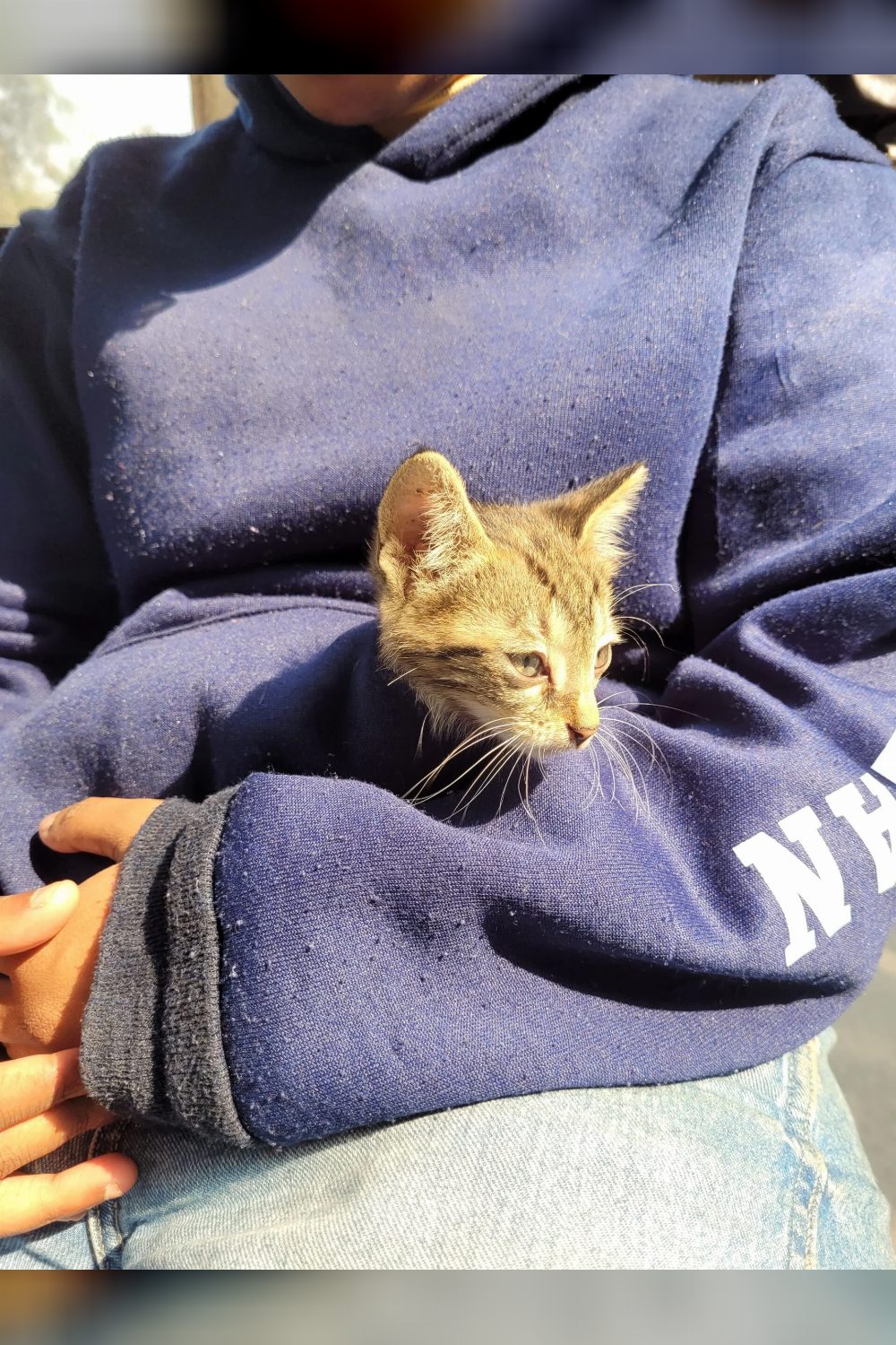 Found near Pal Dairy, Munirka in Delhi, need someone to foster/adopt