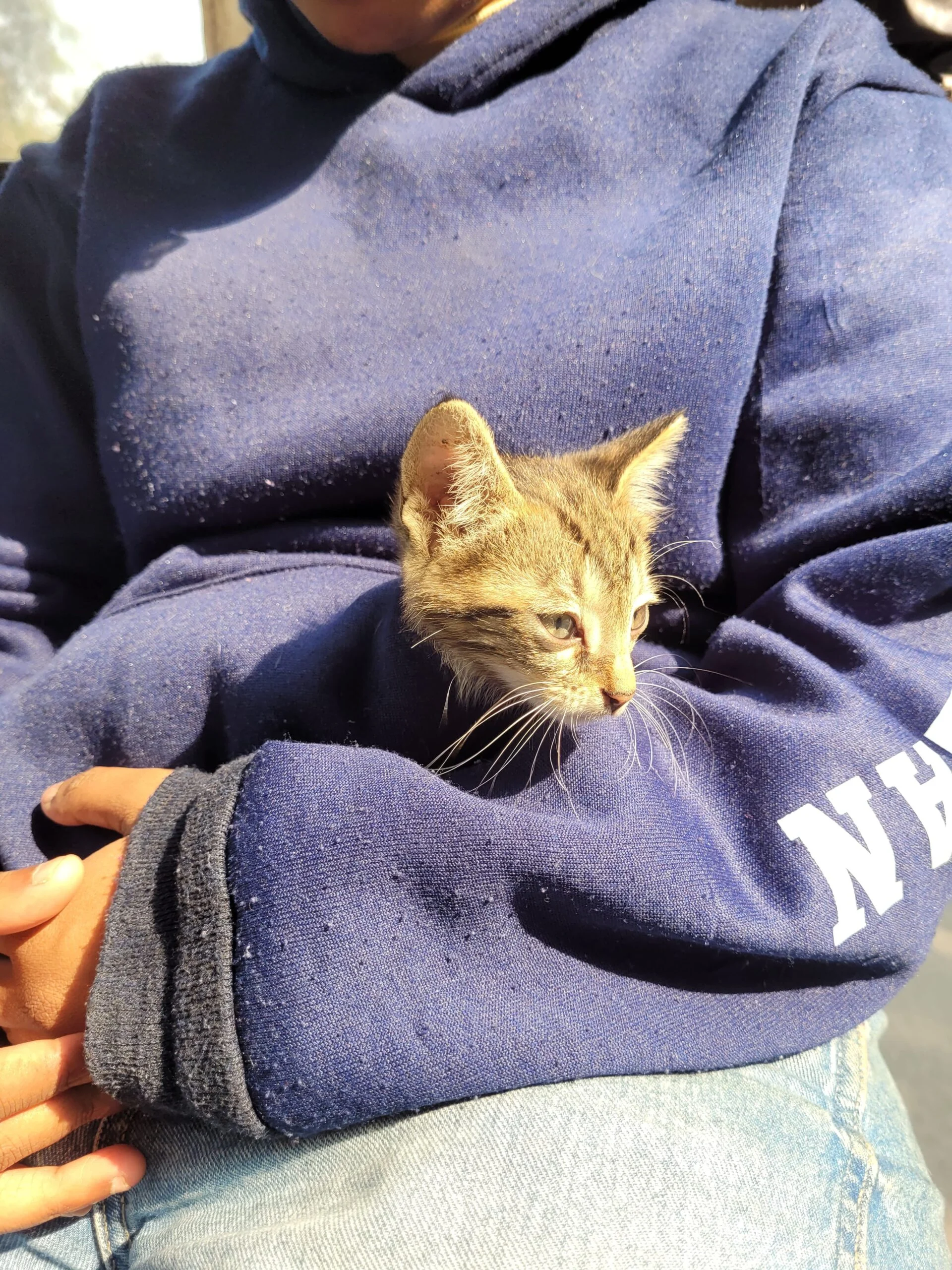 Found near Pal Dairy, Munirka in Delhi, need someone to foster/adopt