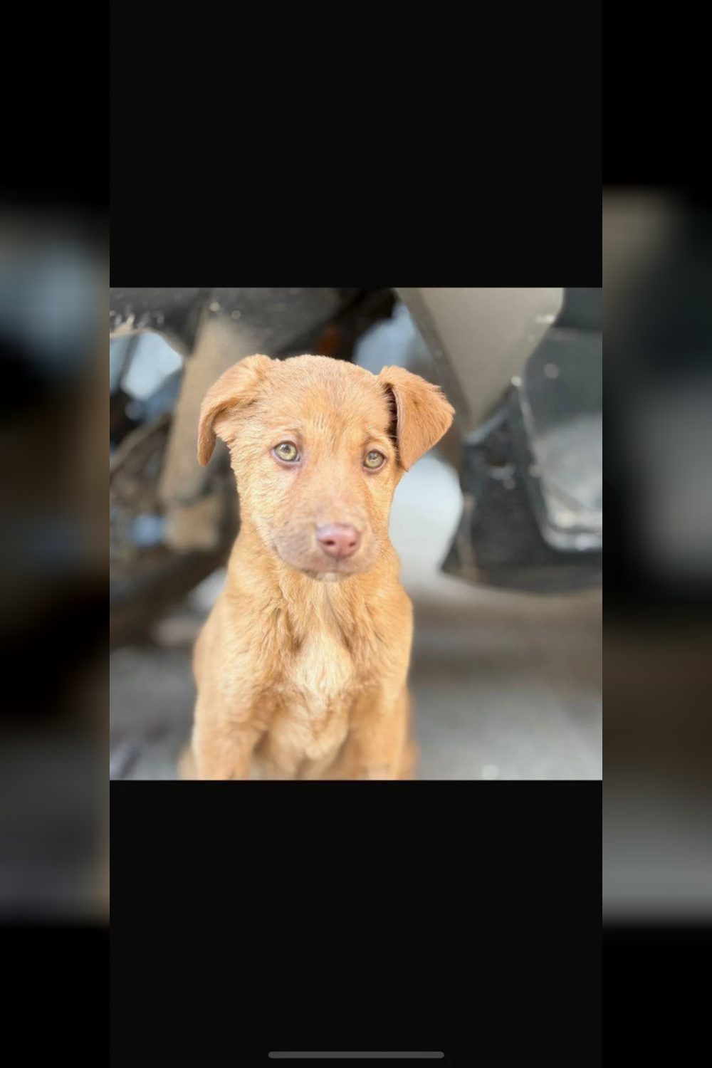 Indie puppy for adoption in Gurgaon — Delhi NCR