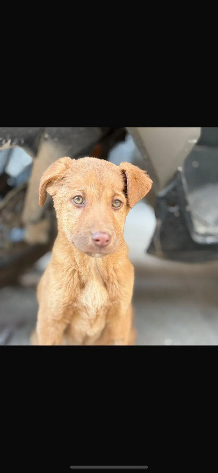 Indie puppy for adoption in Gurgaon — Delhi NCR