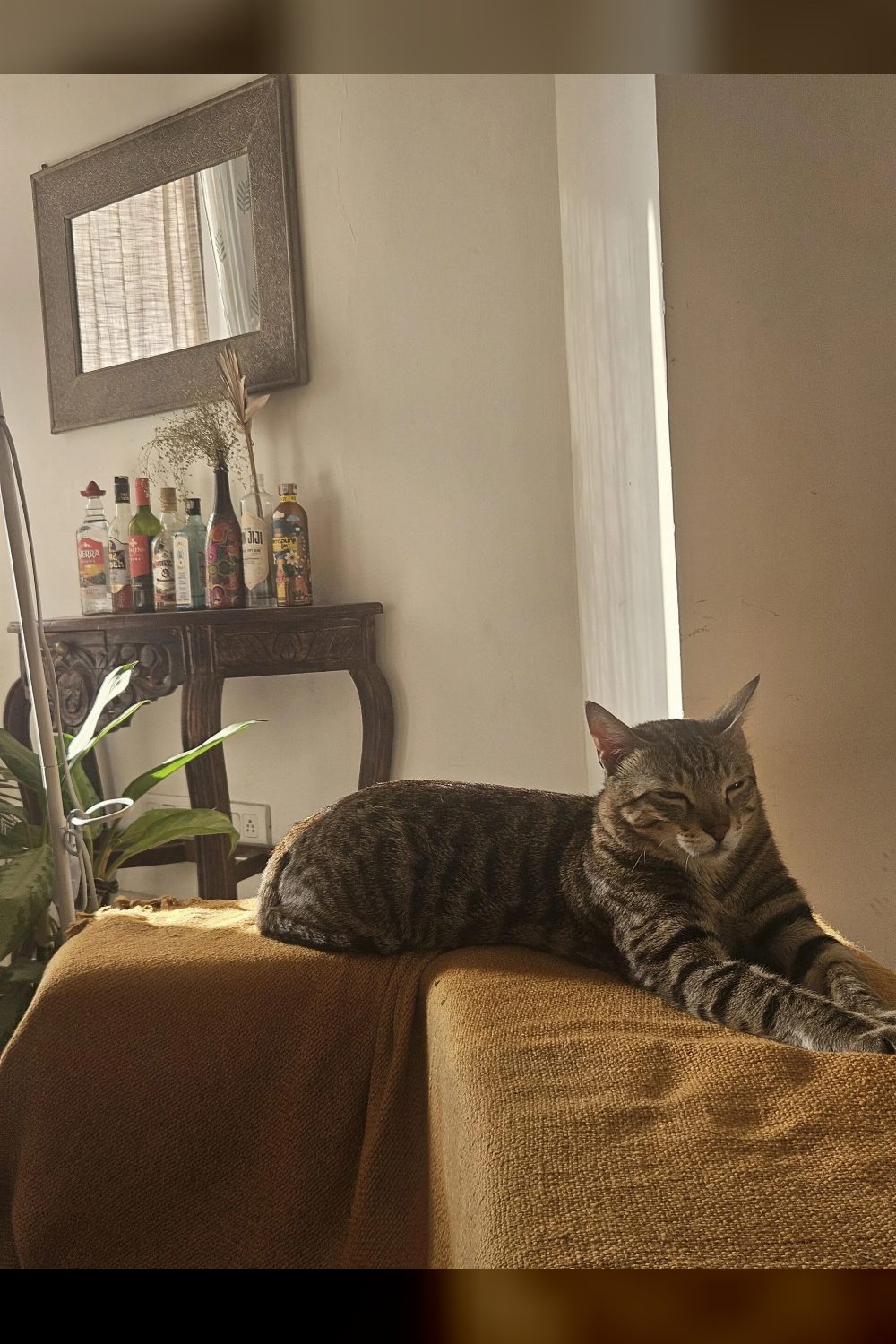 Adopt cat siblings: Gurgaon — Delhi NCR