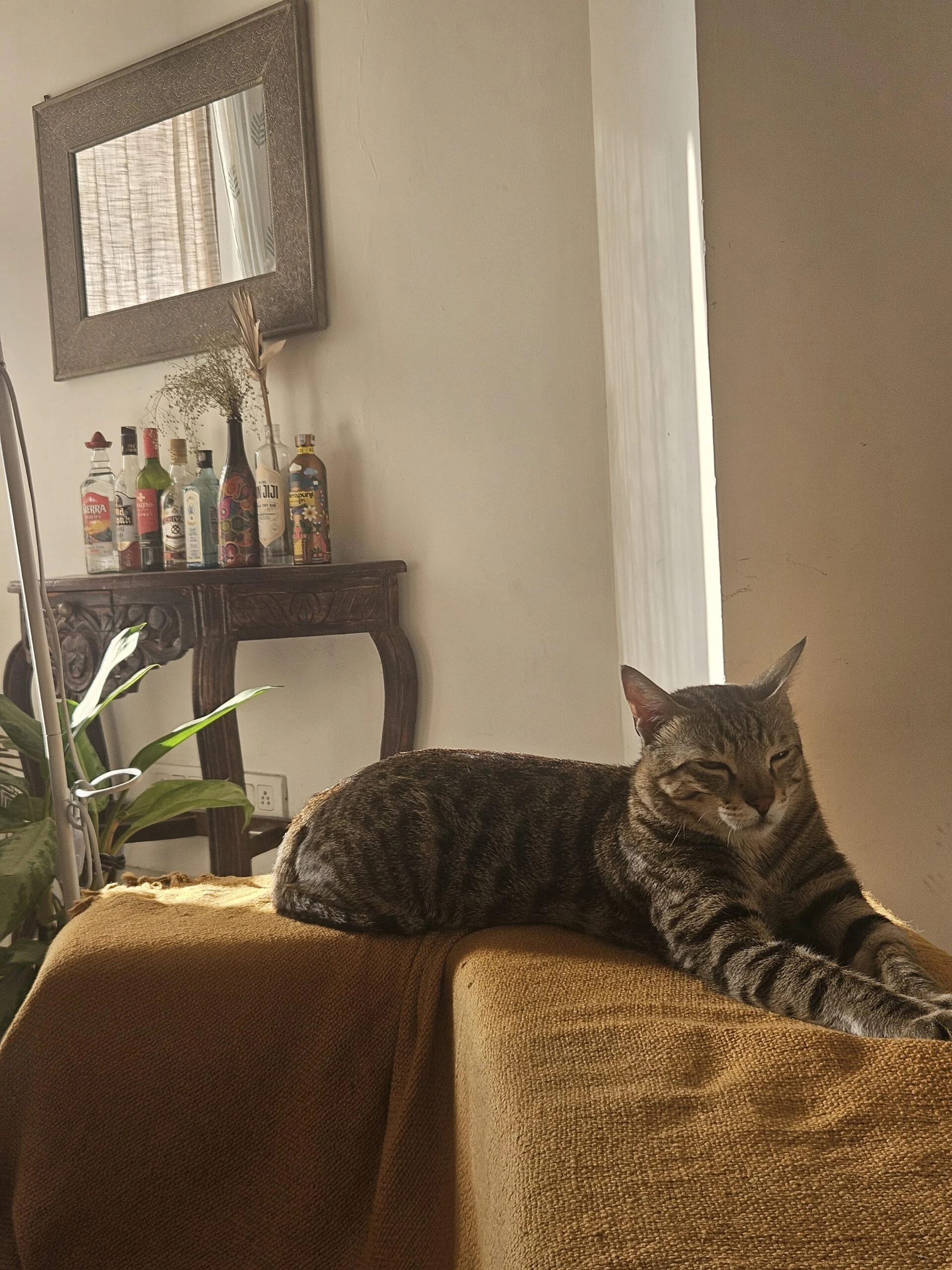 Adopt cat siblings: Gurgaon — Delhi NCR