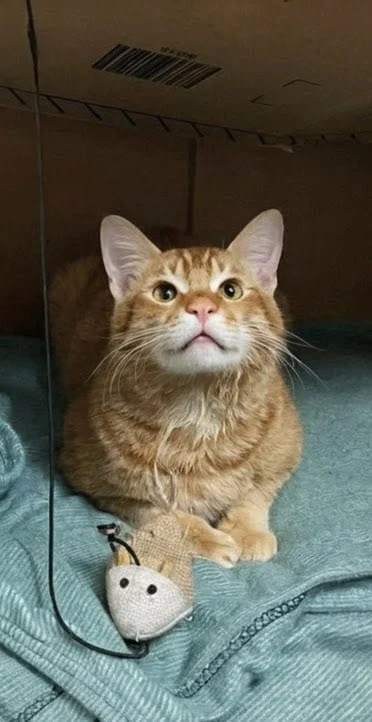 Stevie, a 1-year-old male for adoption — Delhi NCR