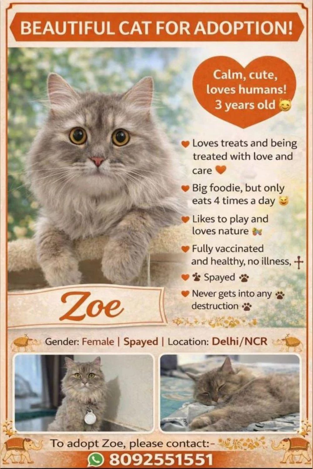 Trying to help a cat who is looking for a home from months — Delhi NCR